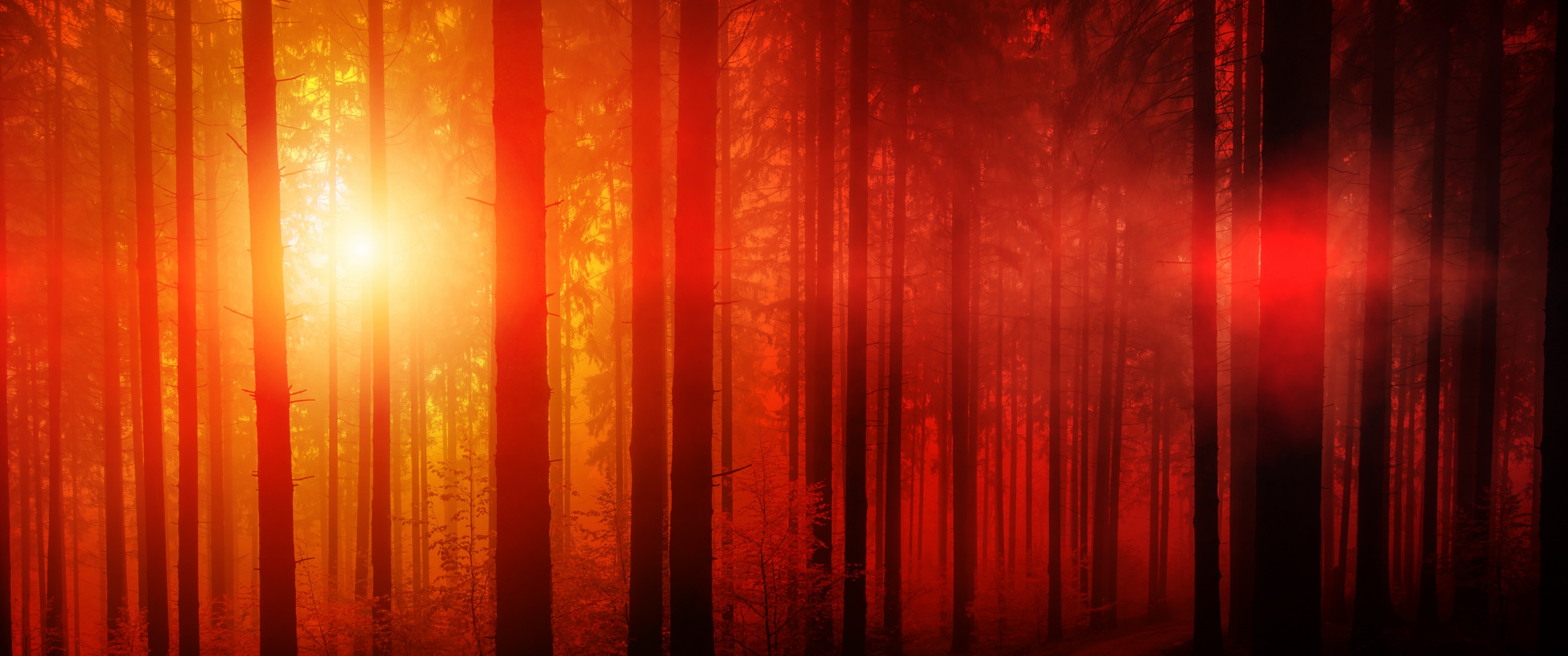 Dark Forest Wallpaper 4K, Sun light, Woods, Nature, #3613