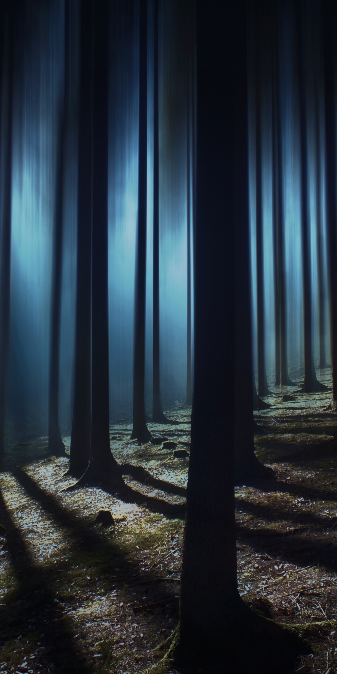 Dark Forest Wallpaper 4K, Woods, Night time, Dark, Shadow, Tall Trees