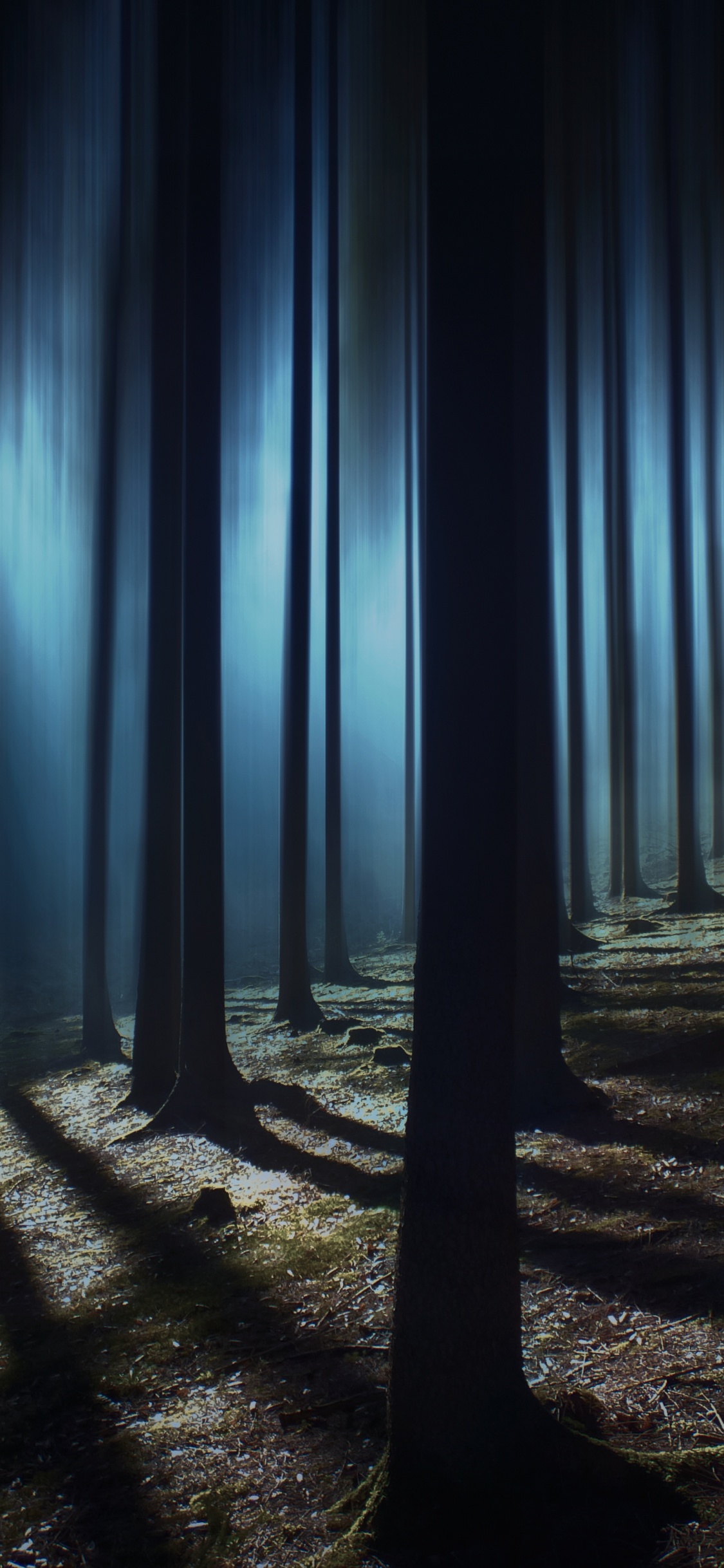 Dark Forest 4k Wallpaper Woods Night Time Dark Shadow Tall Trees Haunted Mystery 5k Nature 2508