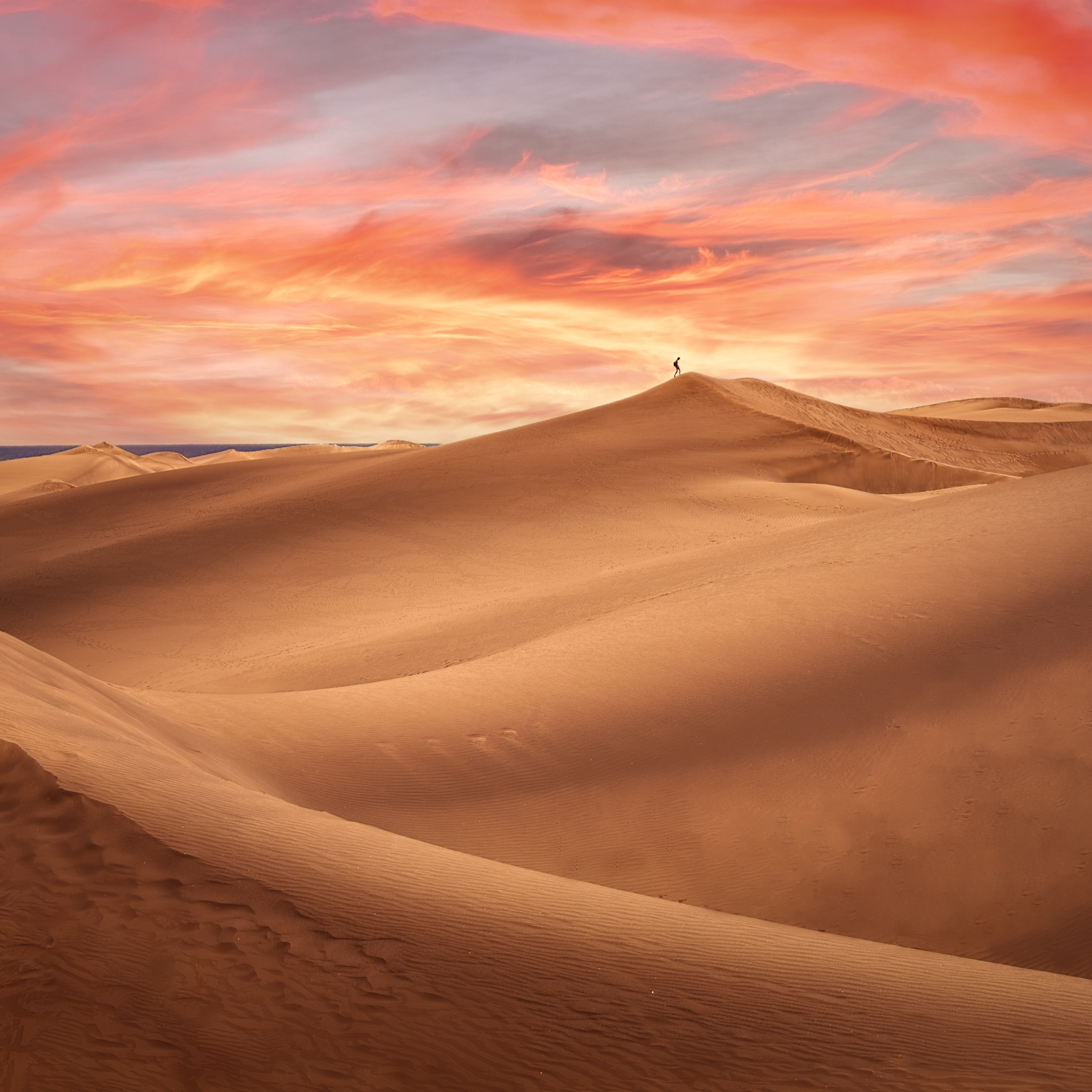 Download wallpaper 938x1668 desert sunset sand hills bushes iphone  876s6 for parallax hd background
