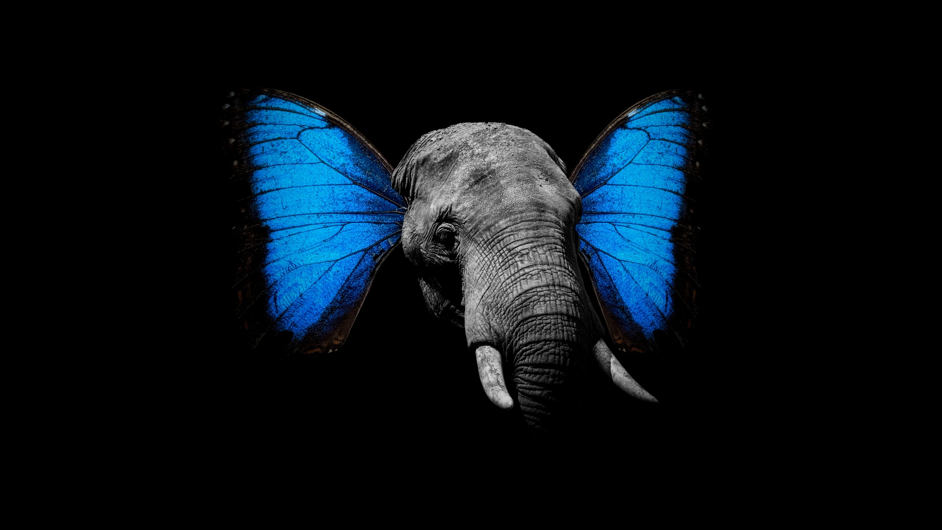 Elephant Wallpaper 4K, Butterfly, Black background, Graphics CGI, #1048