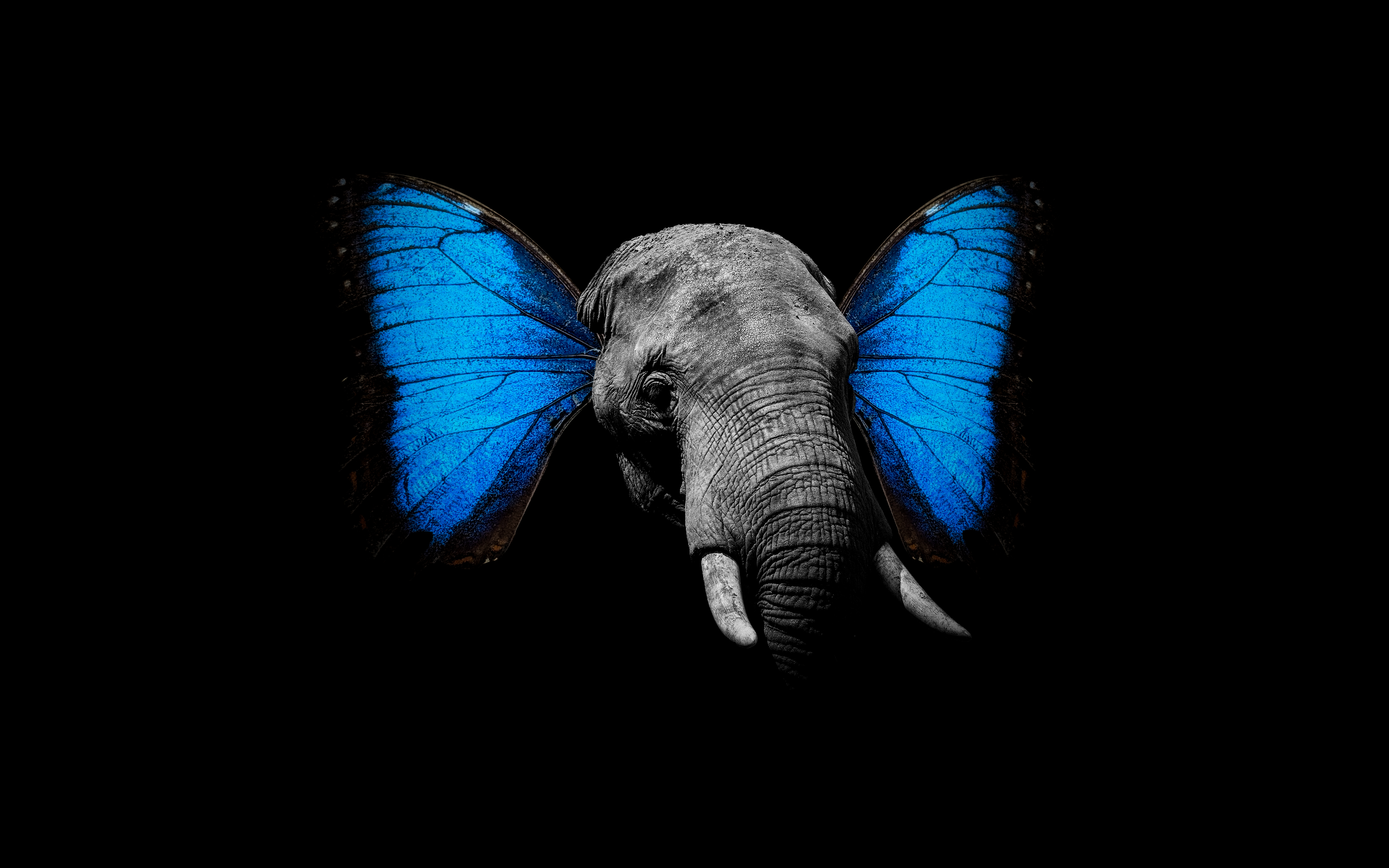 Elephant Wallpaper 4K, Butterfly, Graphics CGI, #1048