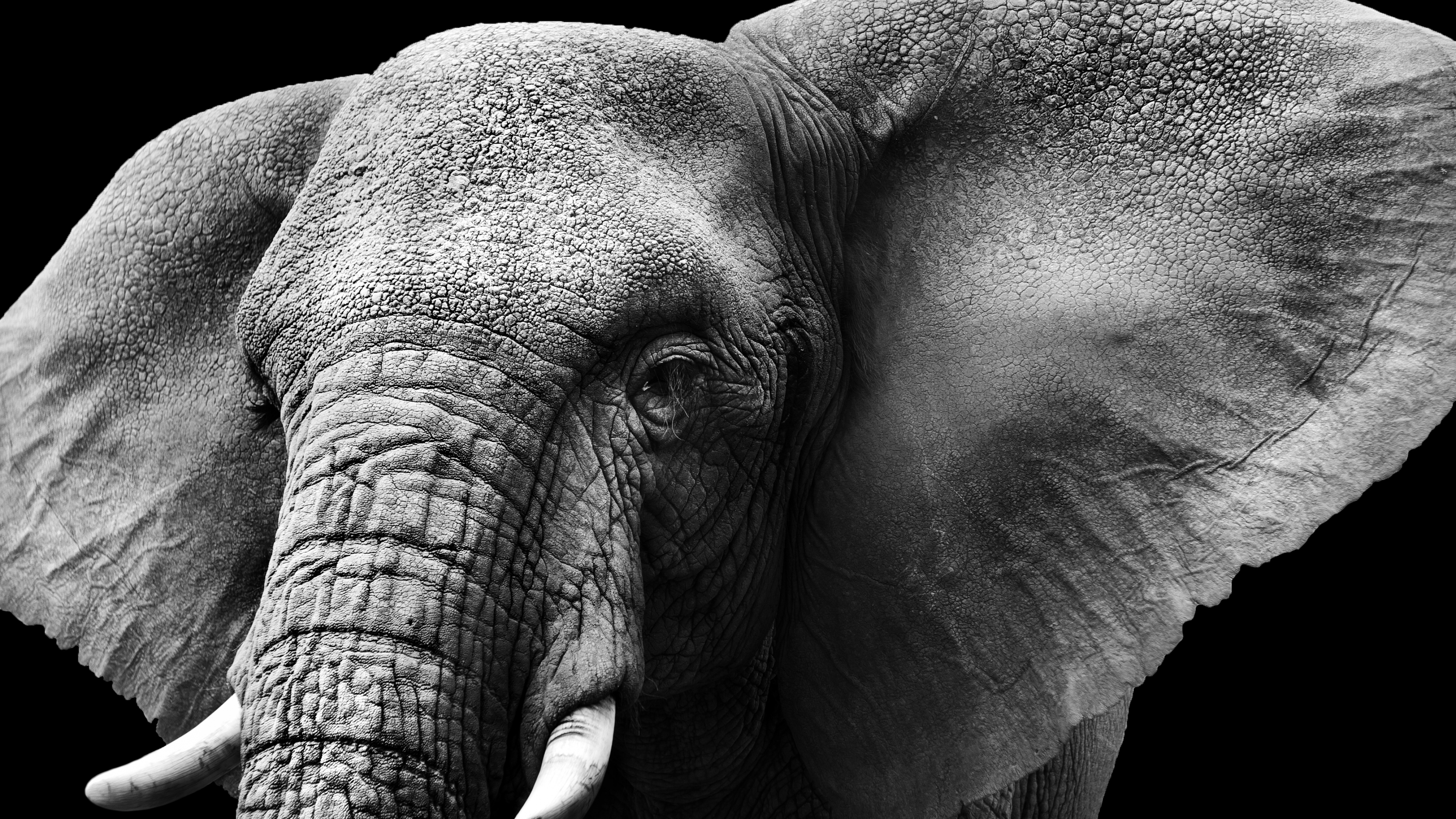 Elephant Wallpaper 4K, Monochrome, Animals, #2957