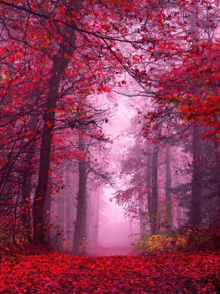 Enchanting Wallpaper 4K, Autumn Forest, Path, Mystical