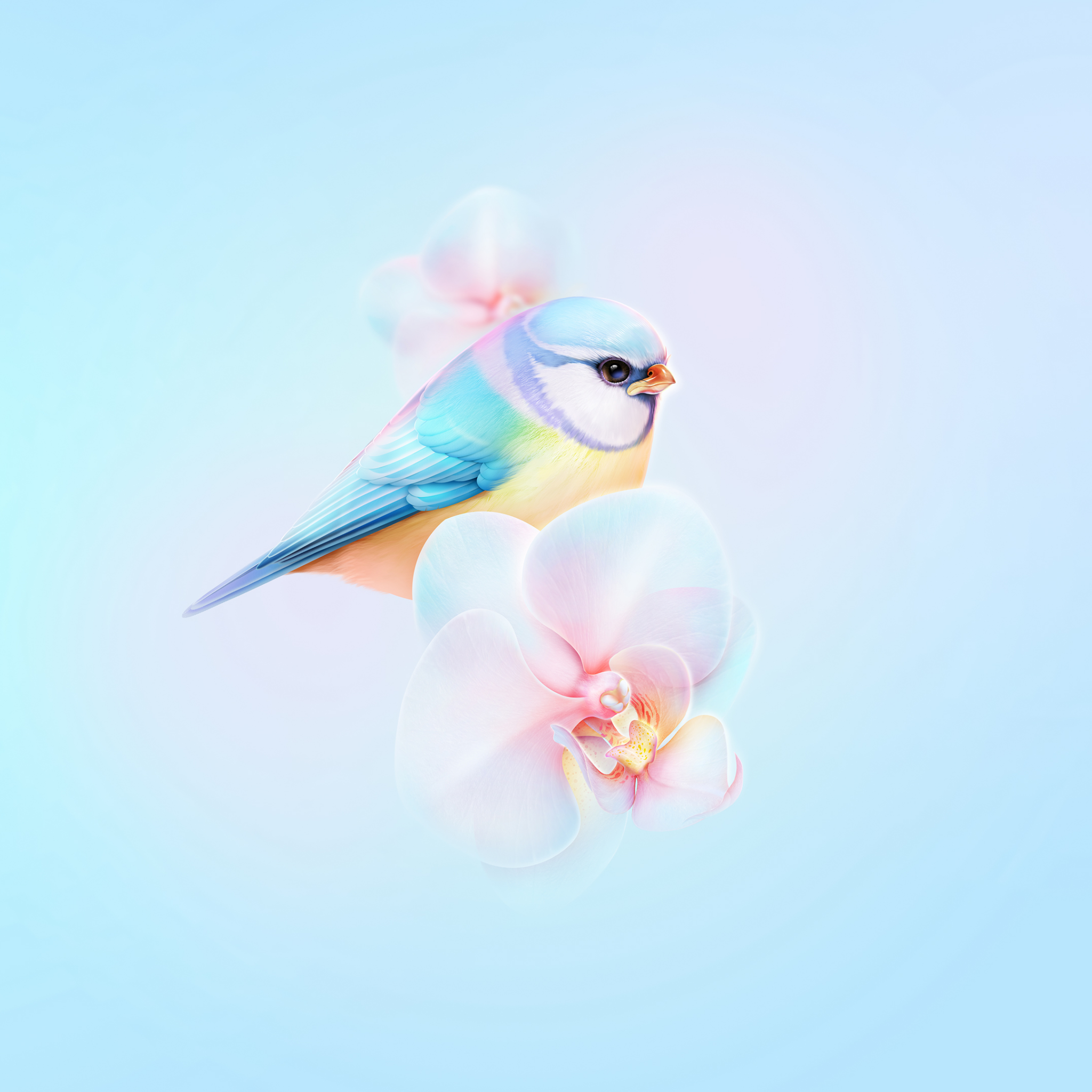 cute bird iphone wallpaper
