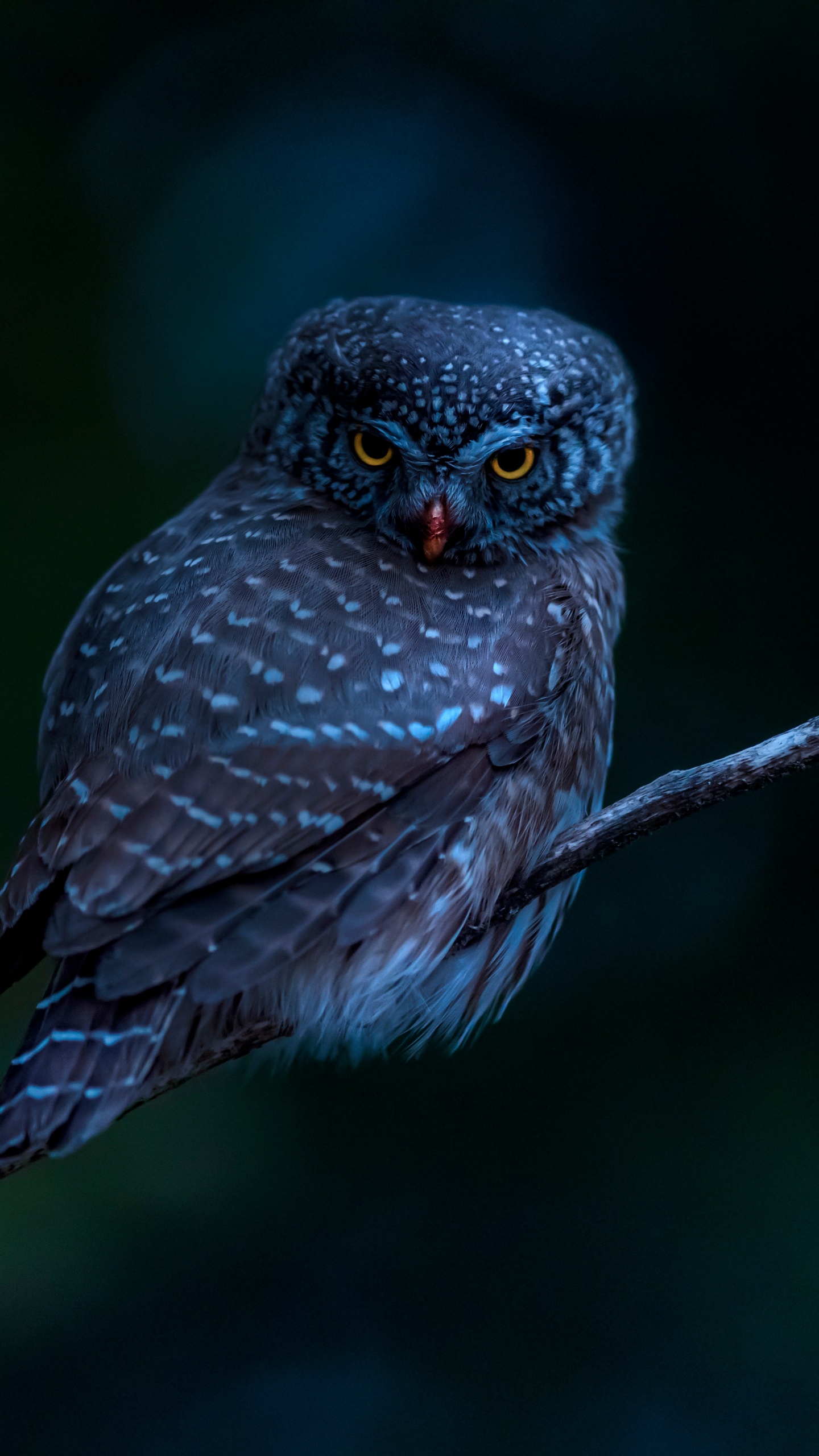 84 Wallpaper Black Owl Pics - MyWeb