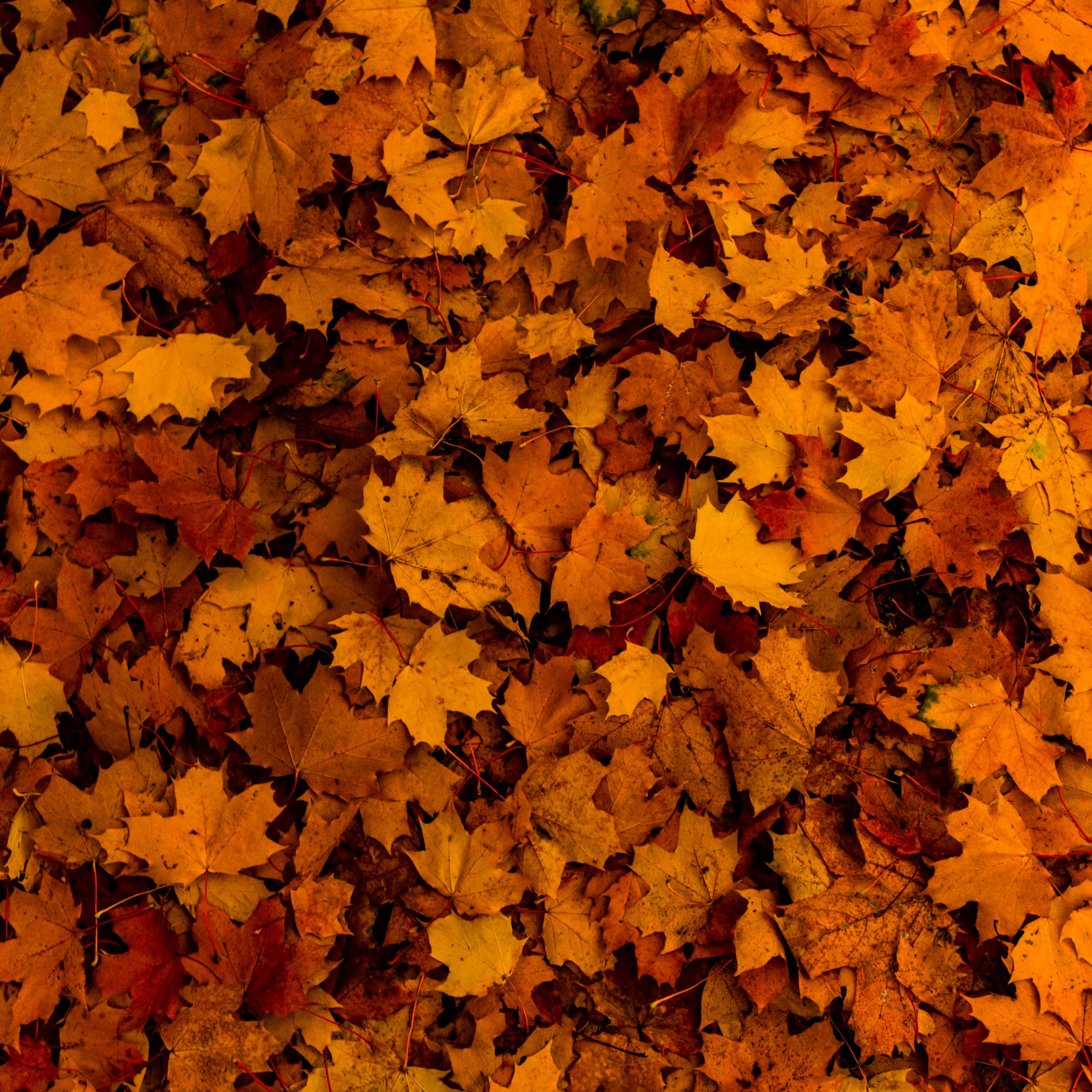Fallen Leaves Wallpaper 4K, Autumn, Maple leaves, Nature, #4730