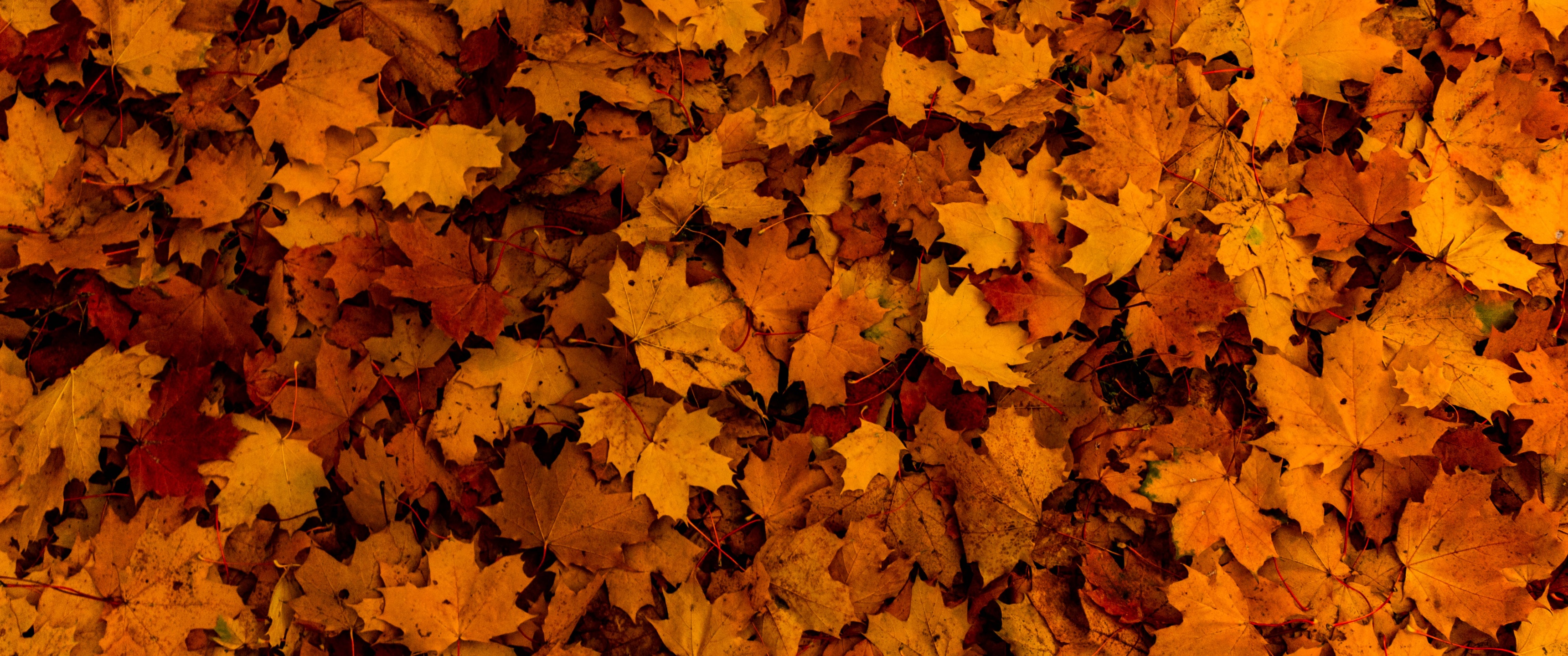 Fallen Leaves Wallpaper 4K, Autumn, Maple leaves, Nature, #4730