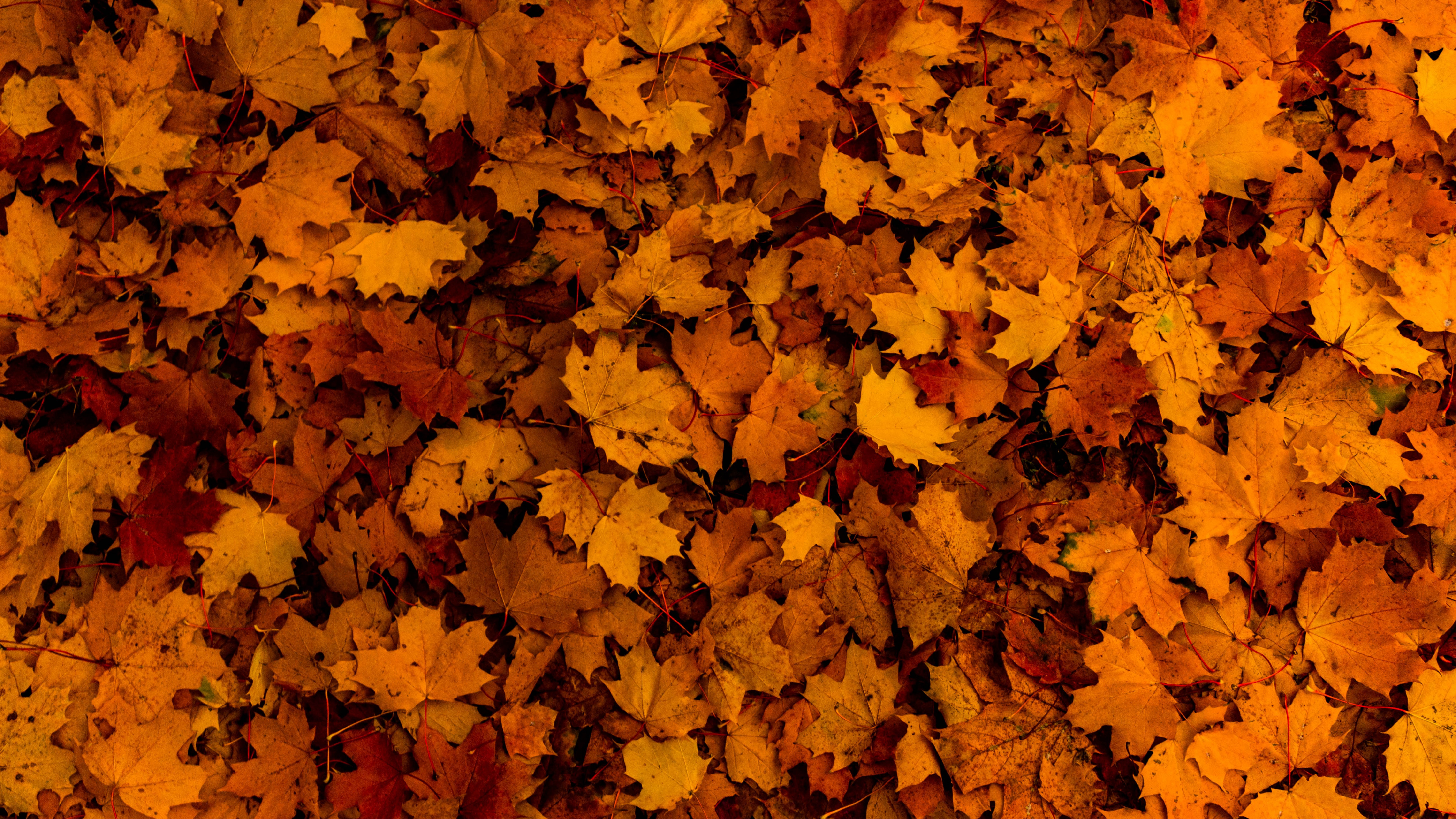 Autumn Leaves 4k, HD Nature, 4k Wallpapers, Images, Backgrounds, Photos and  Pictures