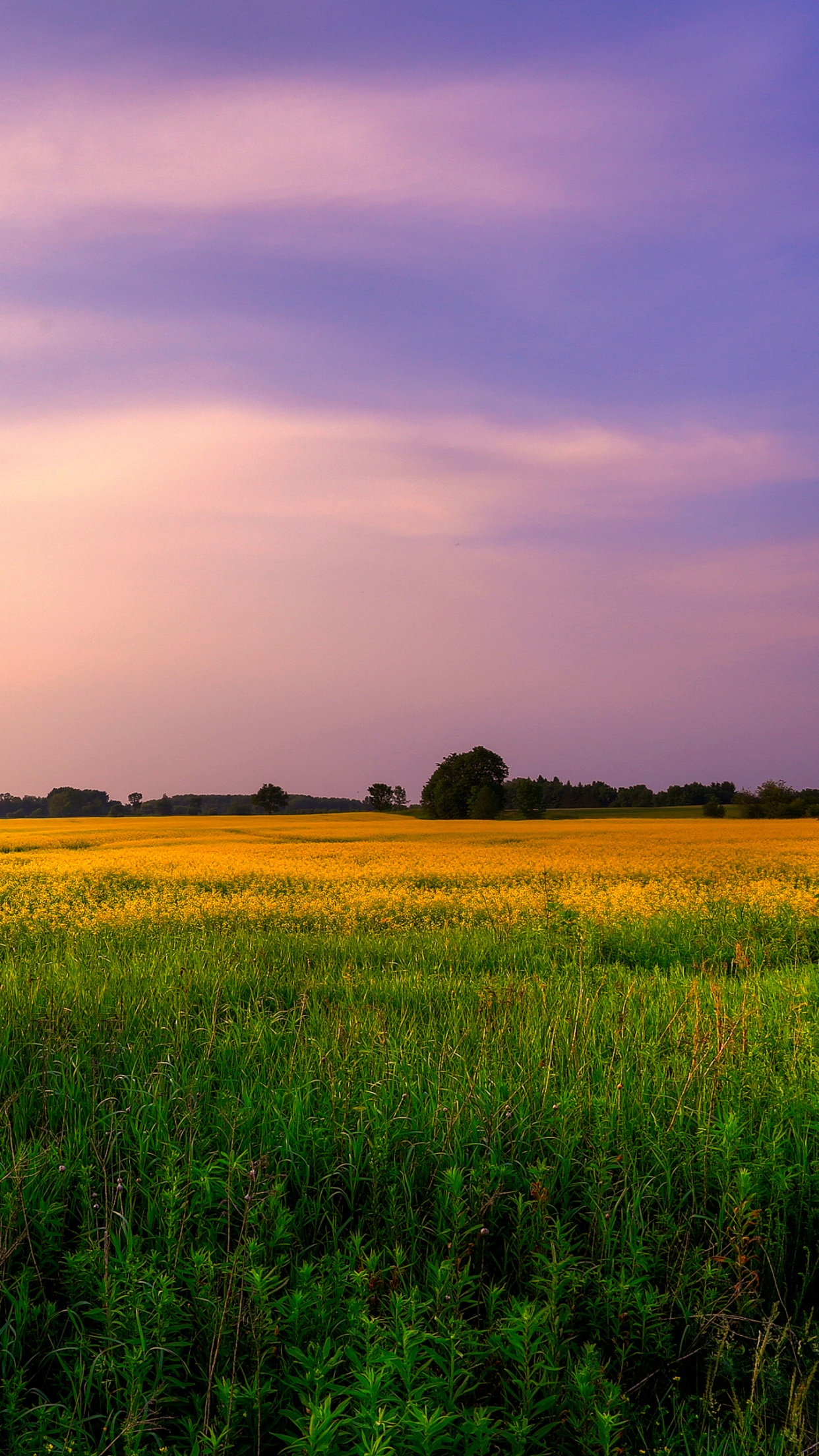 Farm Land Wallpaper 4K, Green Fields, Purple sky, Landscape, Meadow