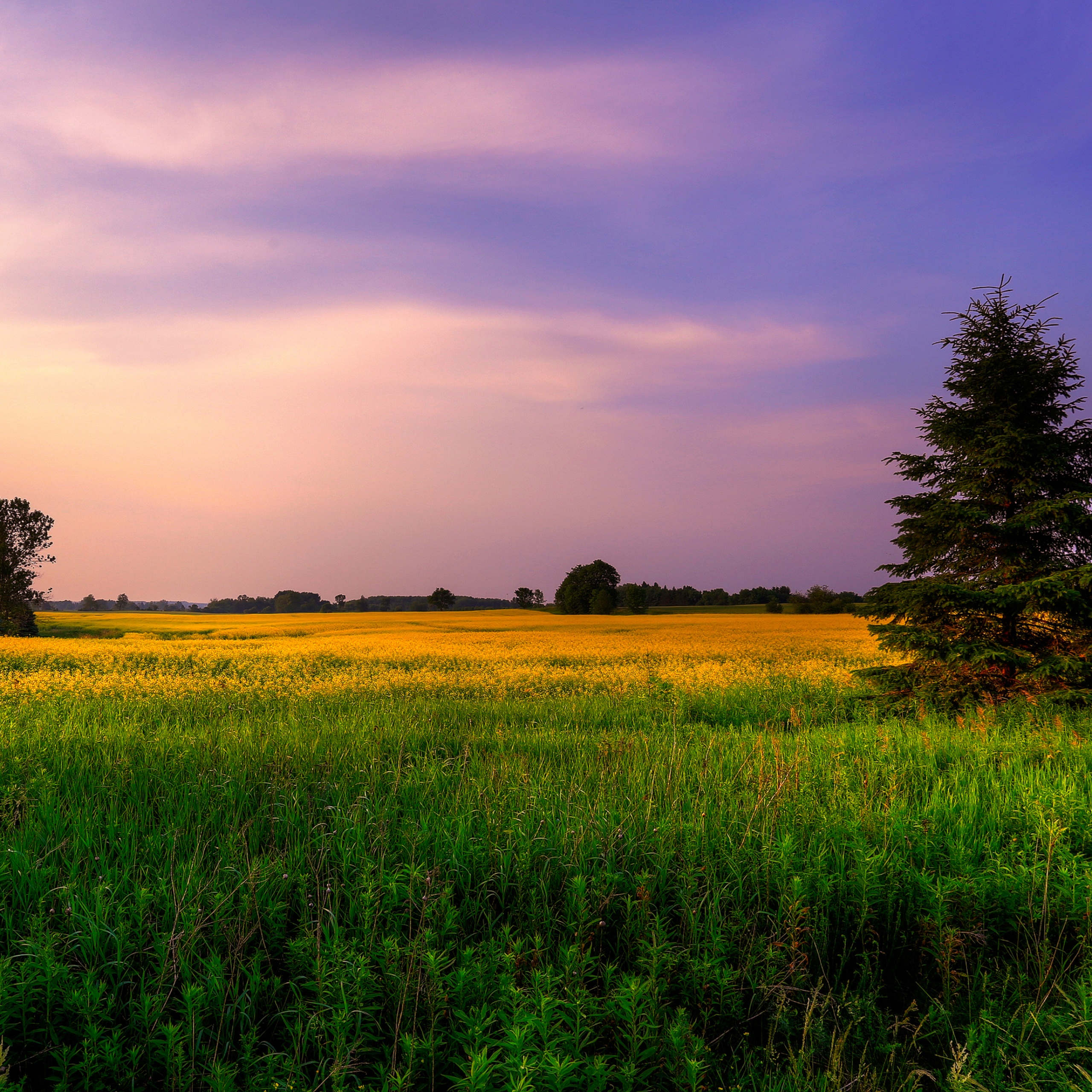 Khám phá địa hình đầy màu sắc và sức sống của cánh đồng trang trại. Những hình ảnh về đồng hoa thảo, cánh đồng lúa mạch và thảo nguyên xanh tươi sẽ khiến bạn thực sự cảm thấy yên bình sau một ngày bận rộn.