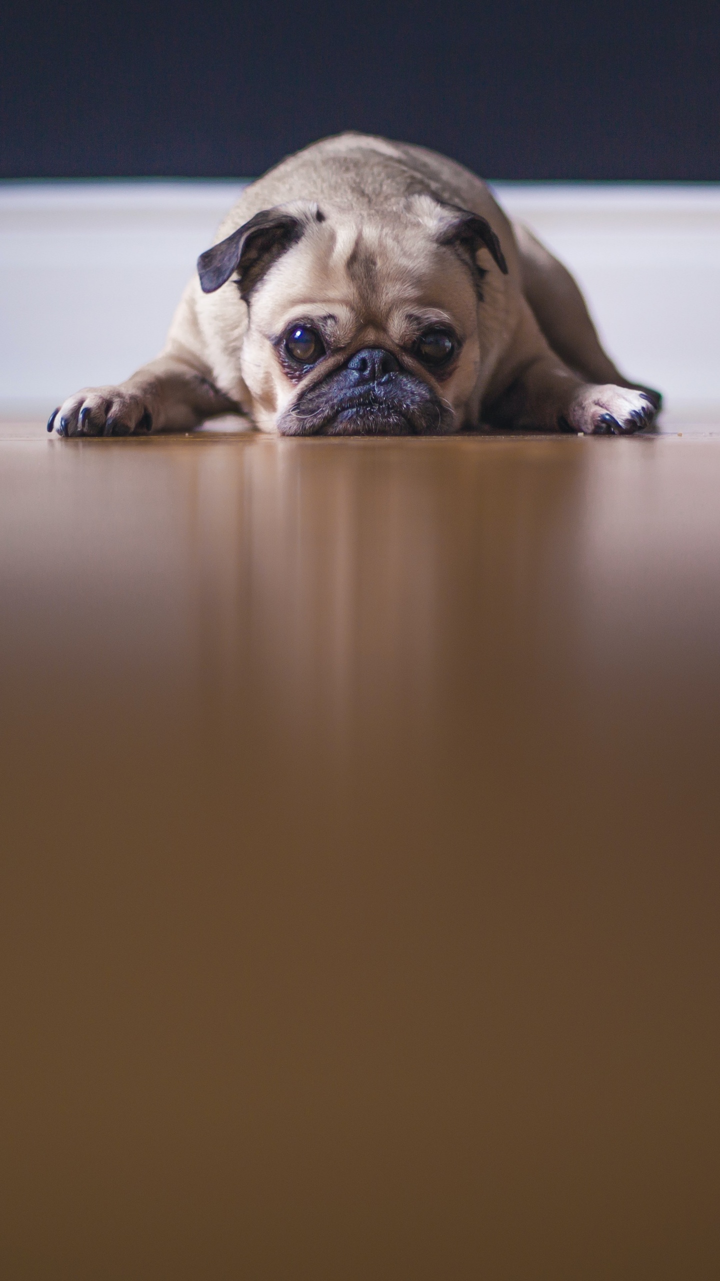Fawn Pug Wallpaper 4K, On the floor, Pet dog, Animals, #5847