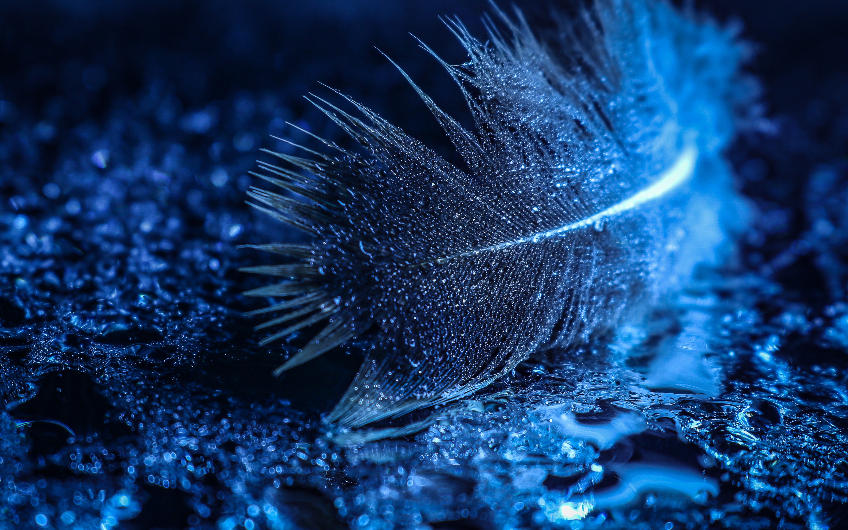 Peacock feather in 2022 HD phone wallpaper  Pxfuel