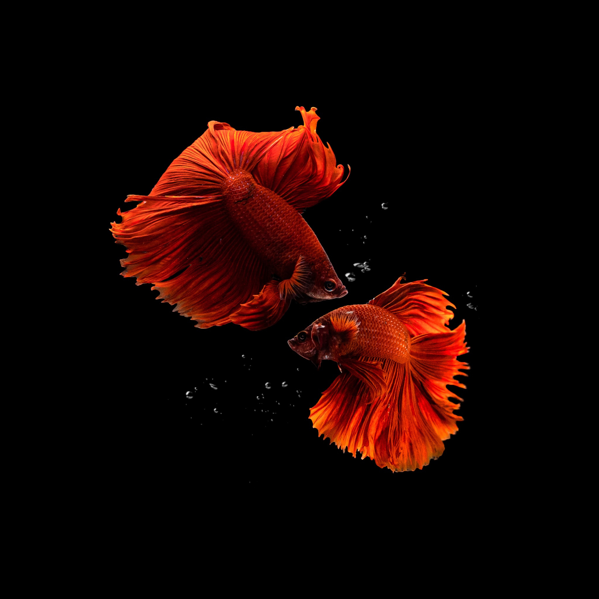 https://4kwallpapers.com/images/wallpapers/fishes-aquarium-black-background-amoled-2048x2048-8186.jpg