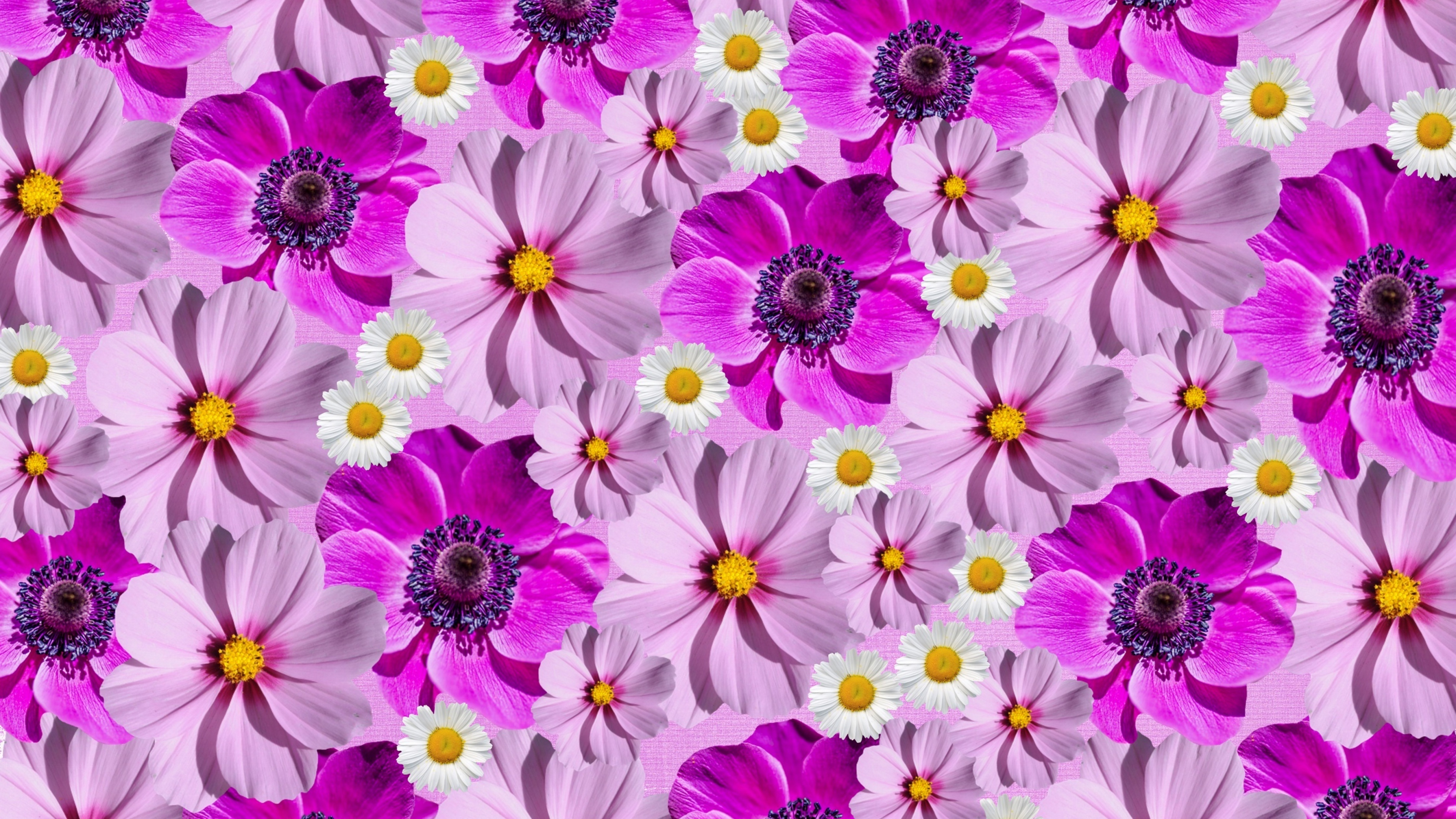Floral Background Wallpaper 4K, Magenta, Purple, Spring flowers
