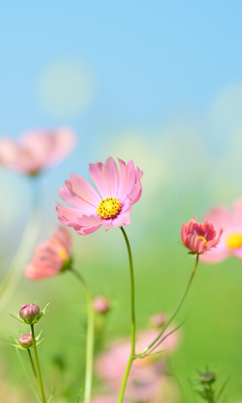 Flower garden Wallpaper 4K, Cosmos flowers, Summer, Aesthetic