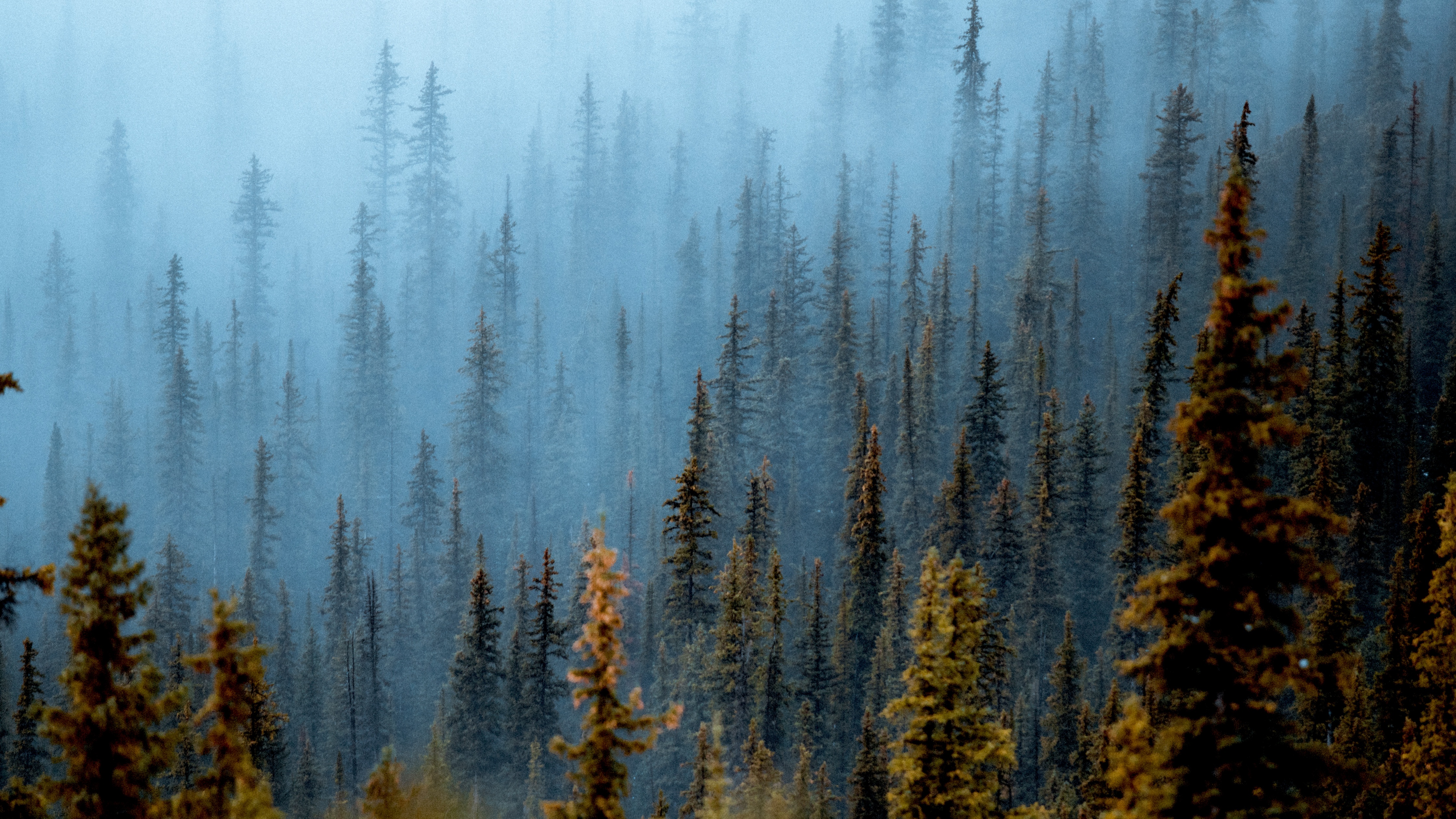 Foggy forest Wallpaper 4K, Pine trees, Daytime, Nature, #9701