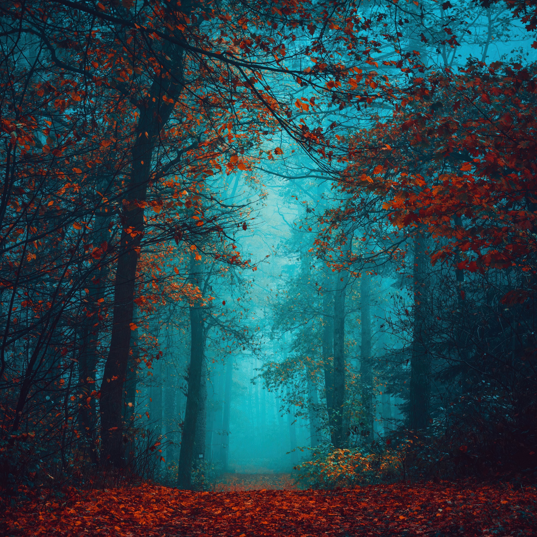 Foggy night Wallpaper 4K, Autumn Forest, Beauty, Mystical