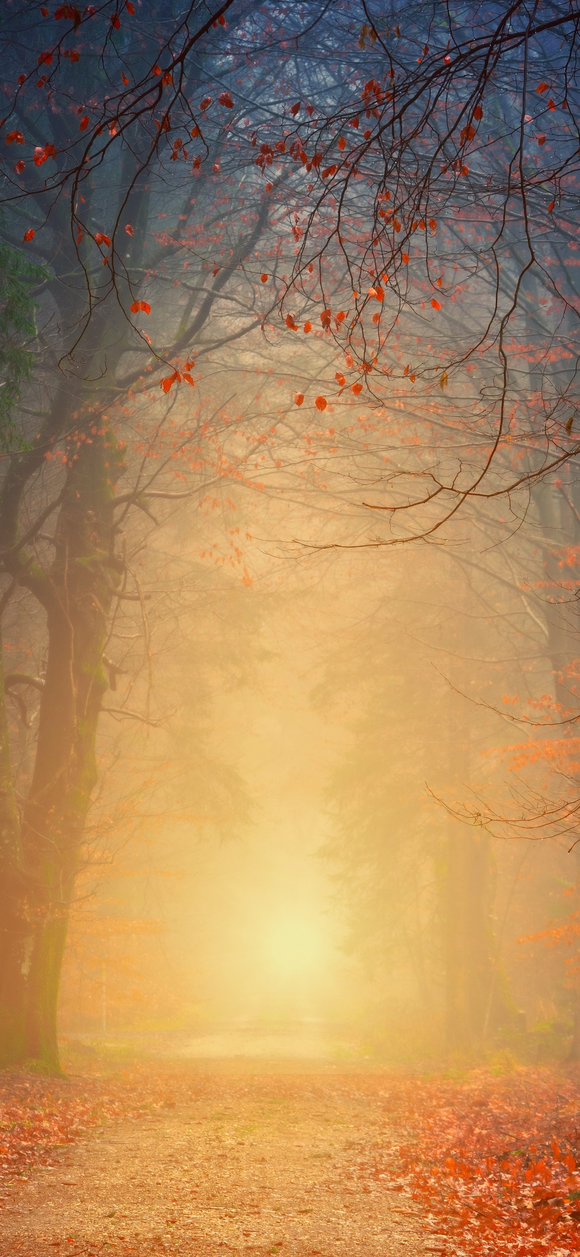 Foggy Wallpaper 4K, Autumn, Forest, Dawn, Pathway