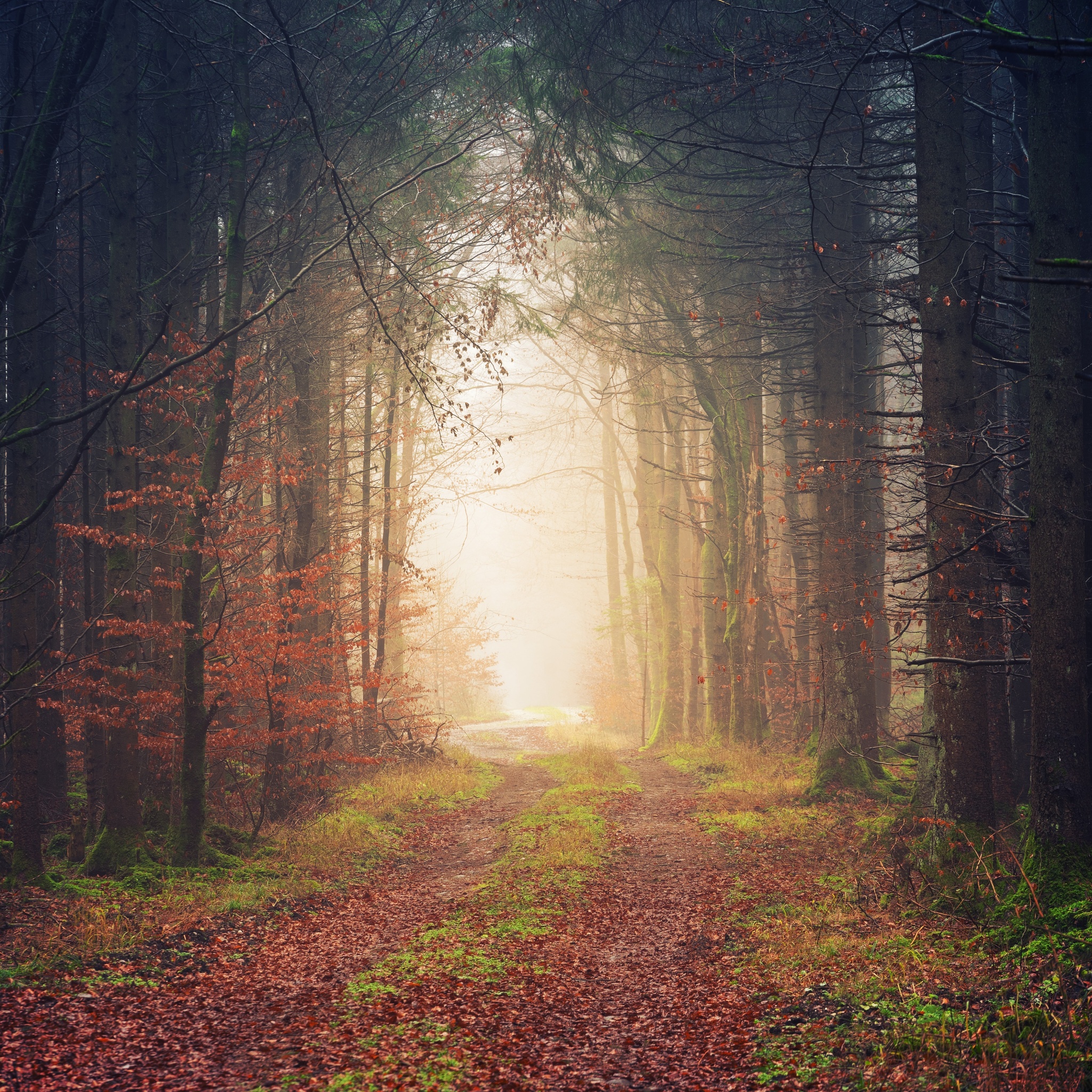 Autumn Wallpaper 4K, Atmosphere, Forest, Light, Path