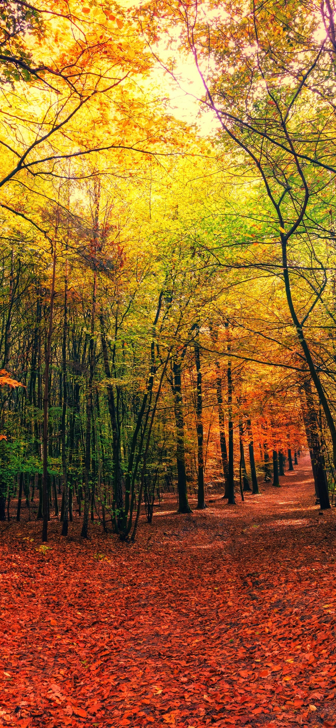 Forest Wallpaper 4K, Autumn, Sunny day, Foliage, Sunlight, 5K, Nature, #531