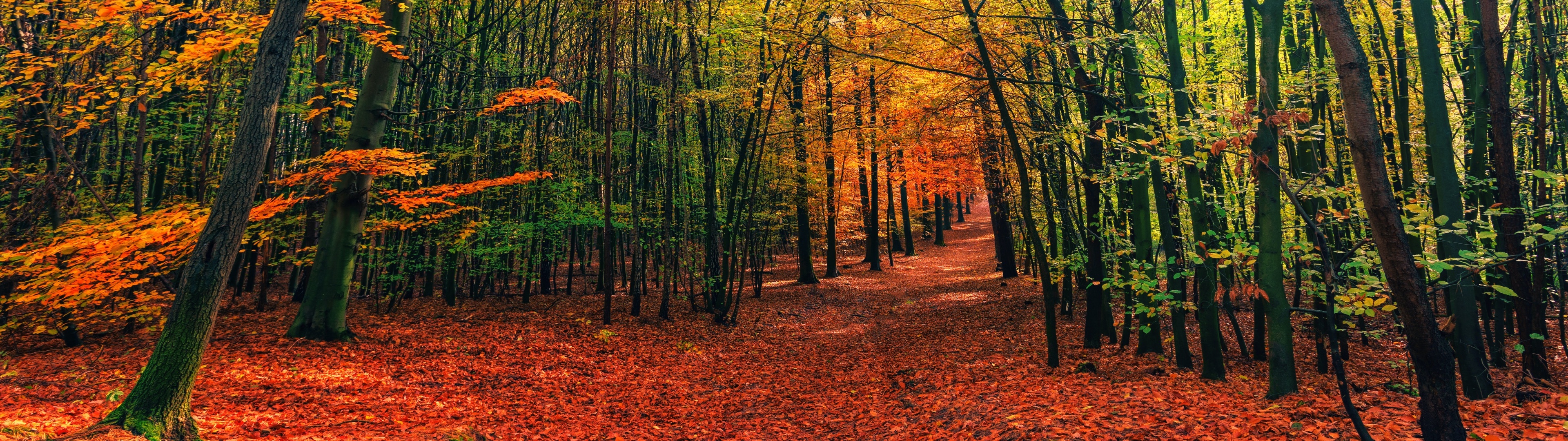 Bức tranh này đưa bạn đến với mùa thu rực rỡ nhất với những gam màu đỏ rực rỡ, vàng óng ánh và cam nồng nàn. Hãy tận hưởng cảm giác êm ái của mùa thu trong bức tranh.
