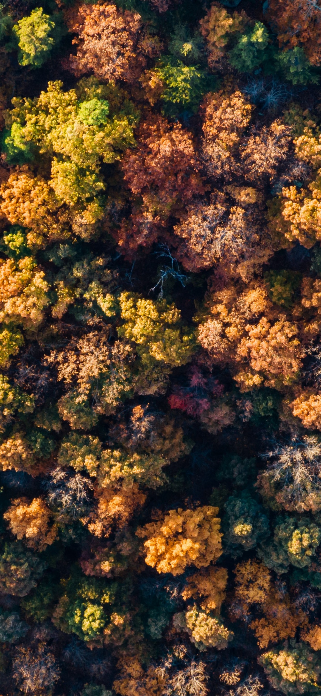 Autumn Forest Wallpaper 4K, Aerial view, Autumn trees