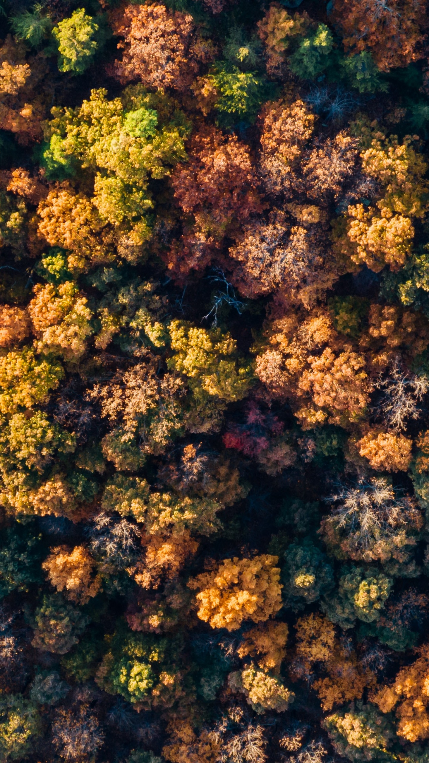 Forest 4K Wallpaper, Autumn trees, Aerial view, Top View