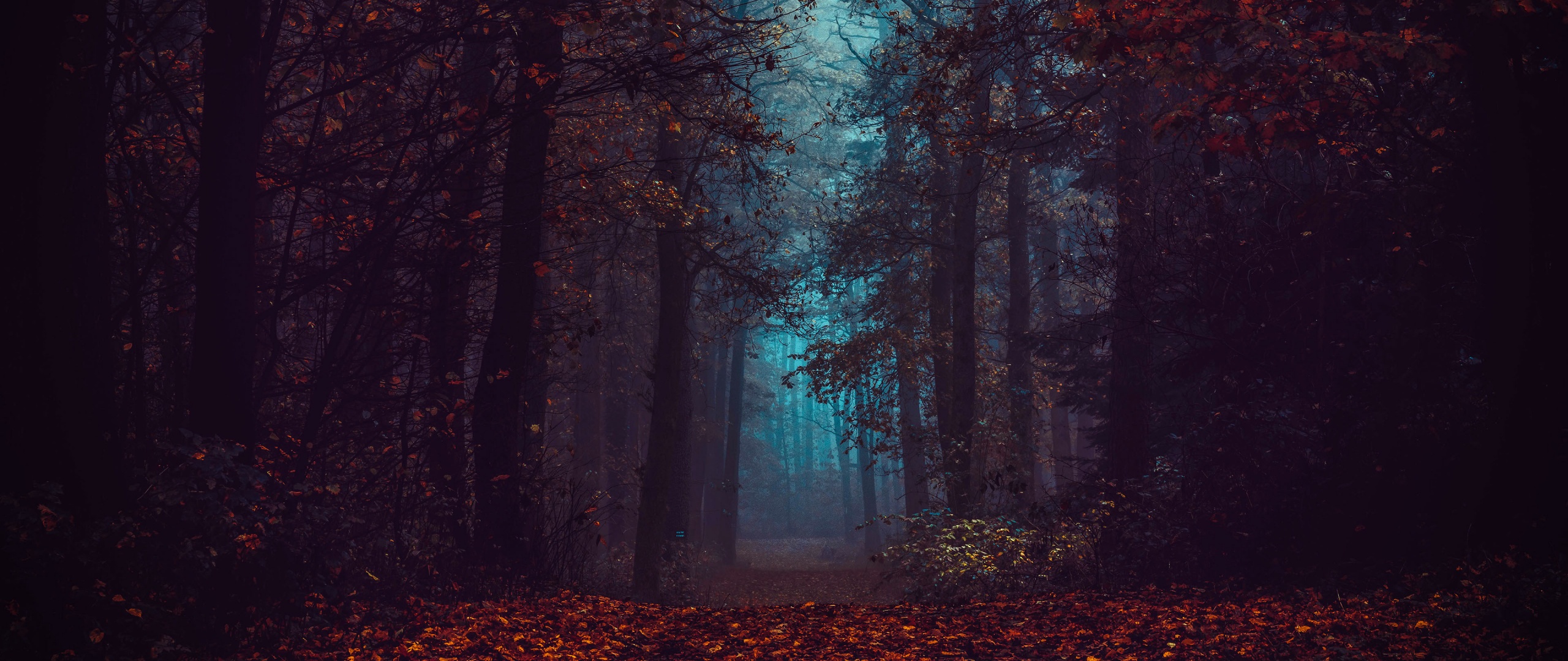Forest Wallpaper 4K, Fall Foliage, Fog, Morning, Dark