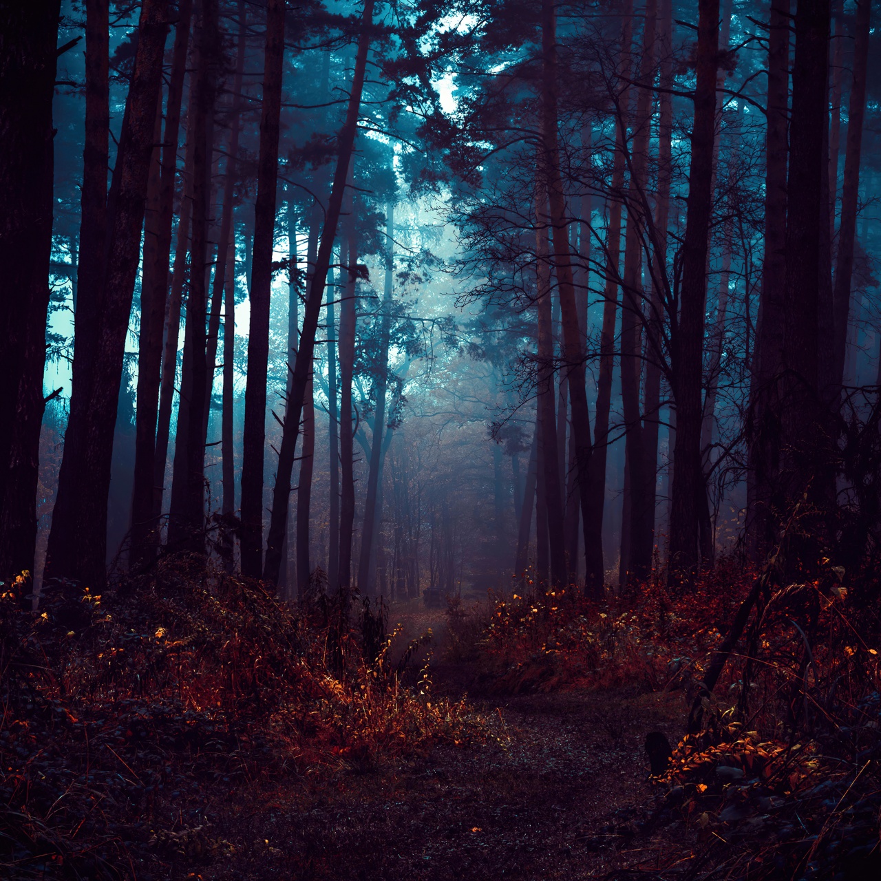 Forest Wallpaper 4K, Fog, Morning, Dark, Path, Autumn