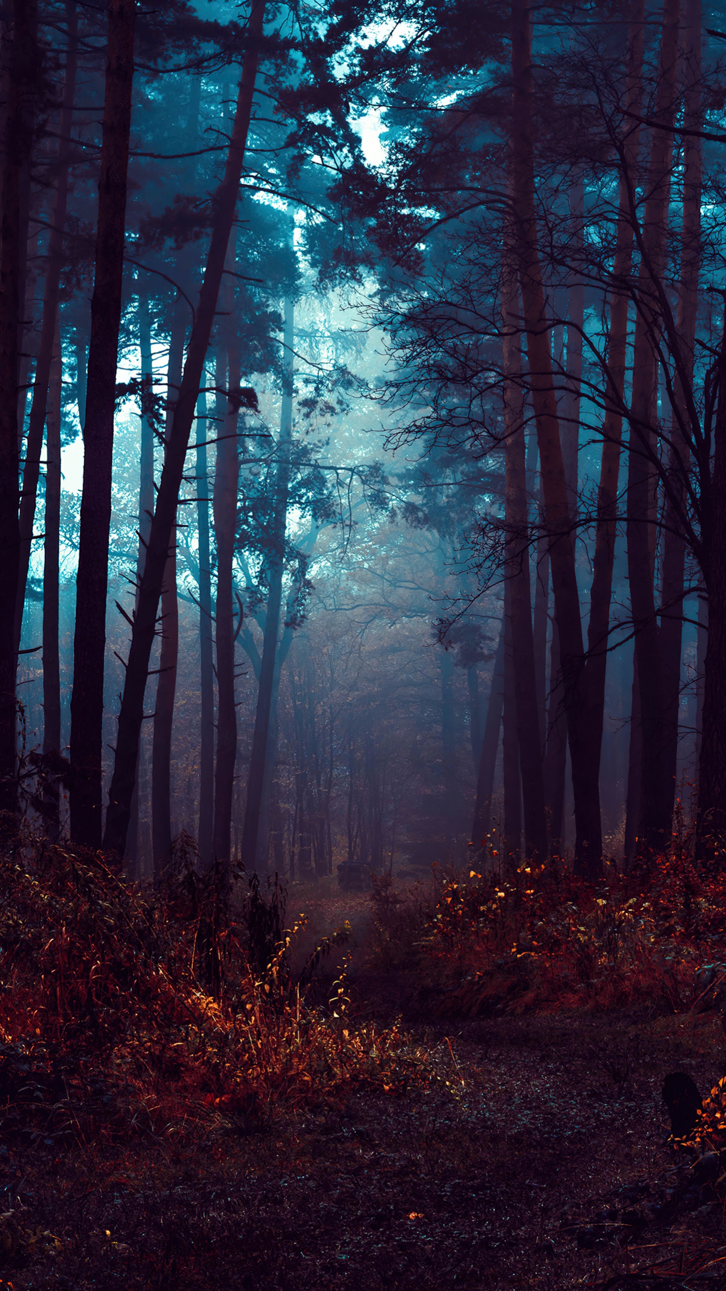 Forest Wallpaper 4K, Fog, Morning, Dark, Nature, #8010