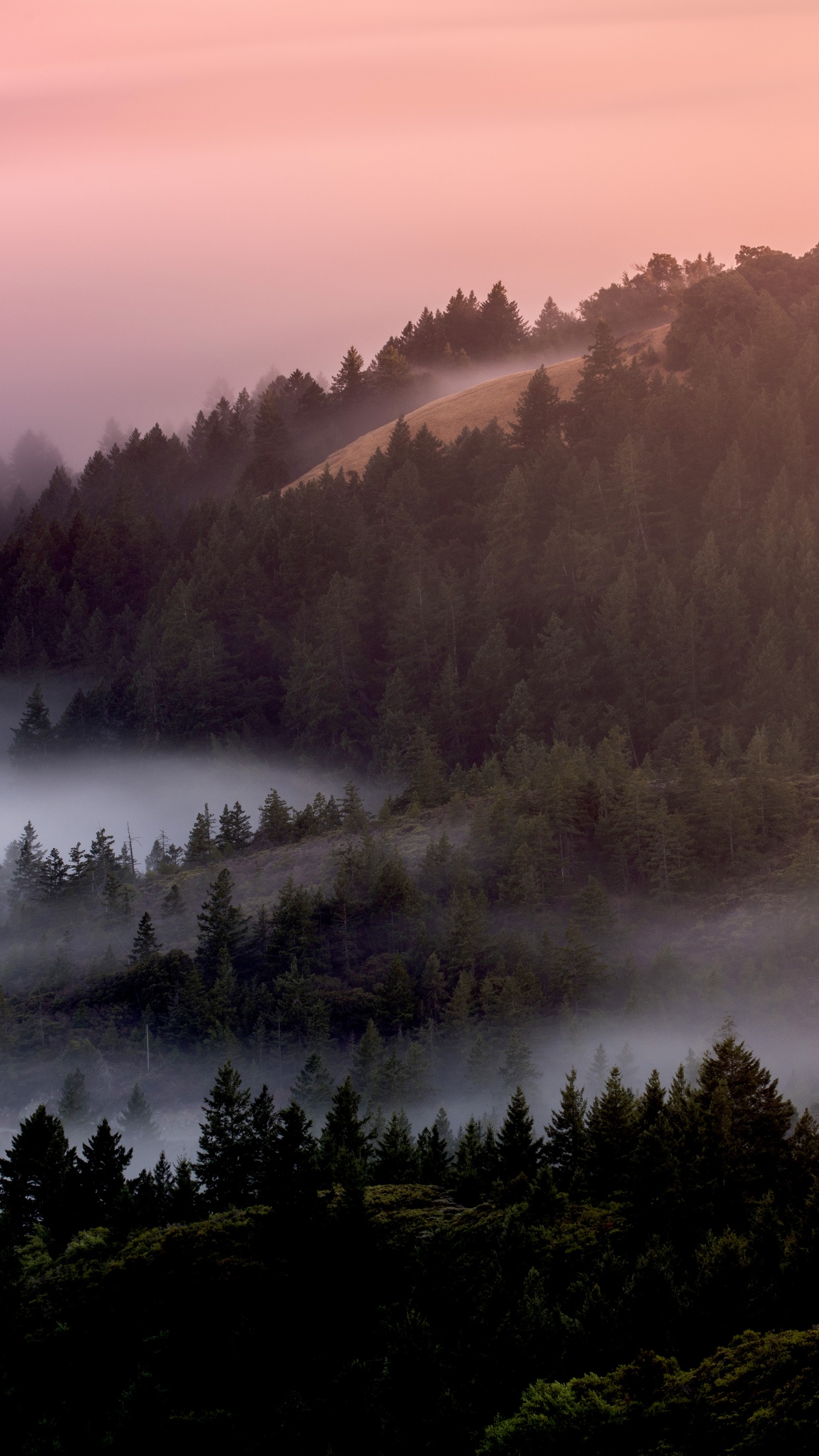Forest Wallpaper 4K, Foggy, Mist, Pine trees, Early Morning, 5K, Nature
