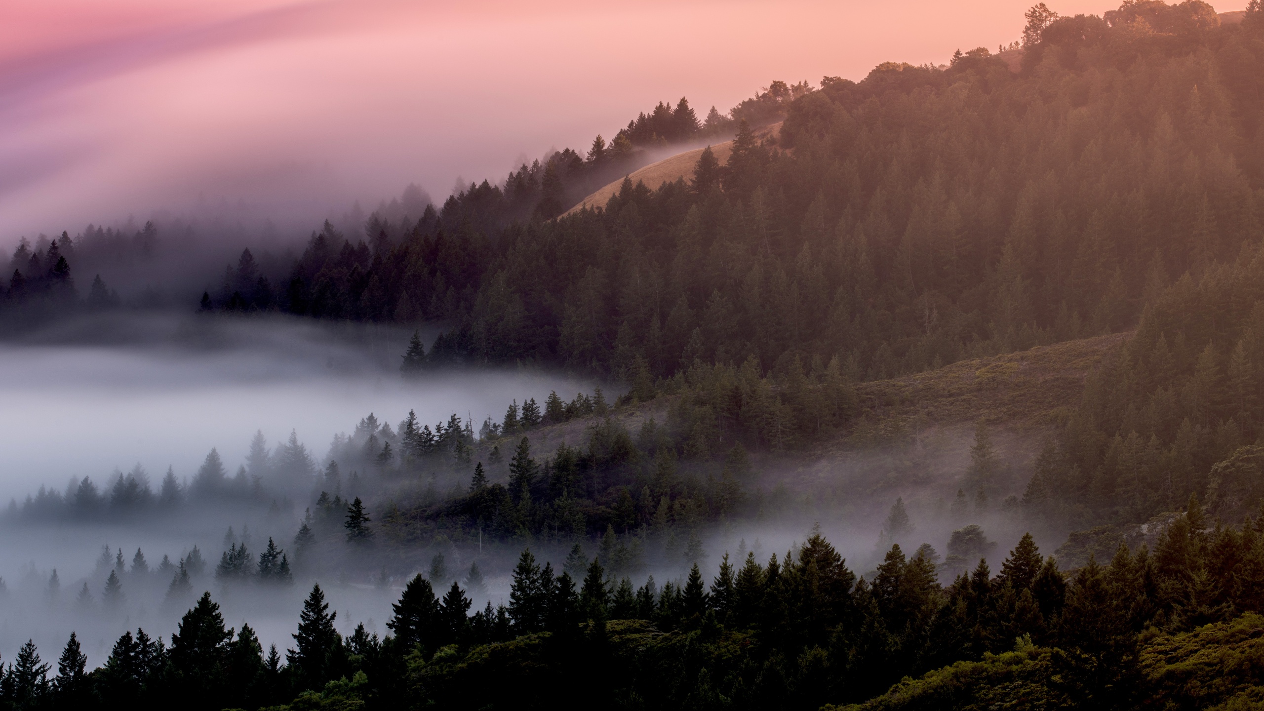 557213 firs, fog, foggy, forest, mist, misty, mysterious, trees - Rare  Gallery HD Wallpapers