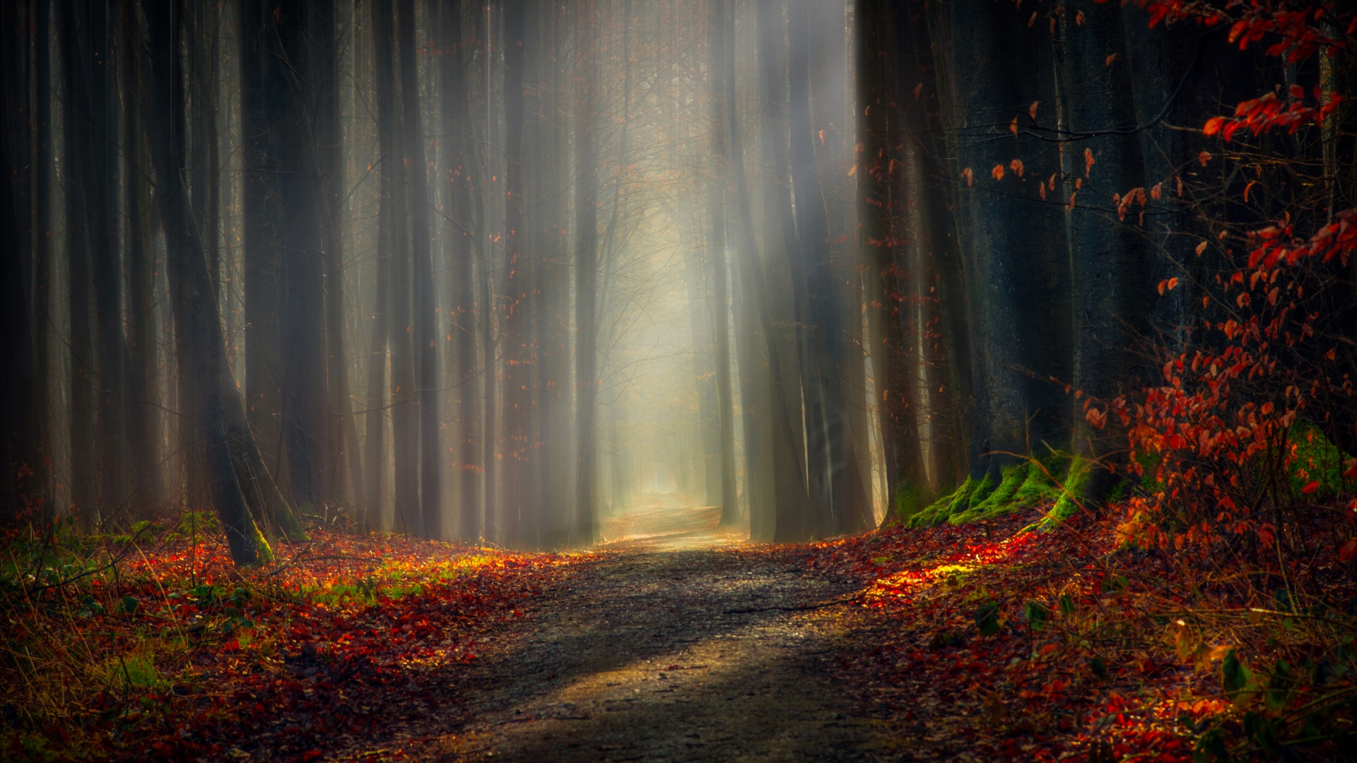 Forest Path Wallpaper 4k Autumn Leaves Dirt Road Pathway