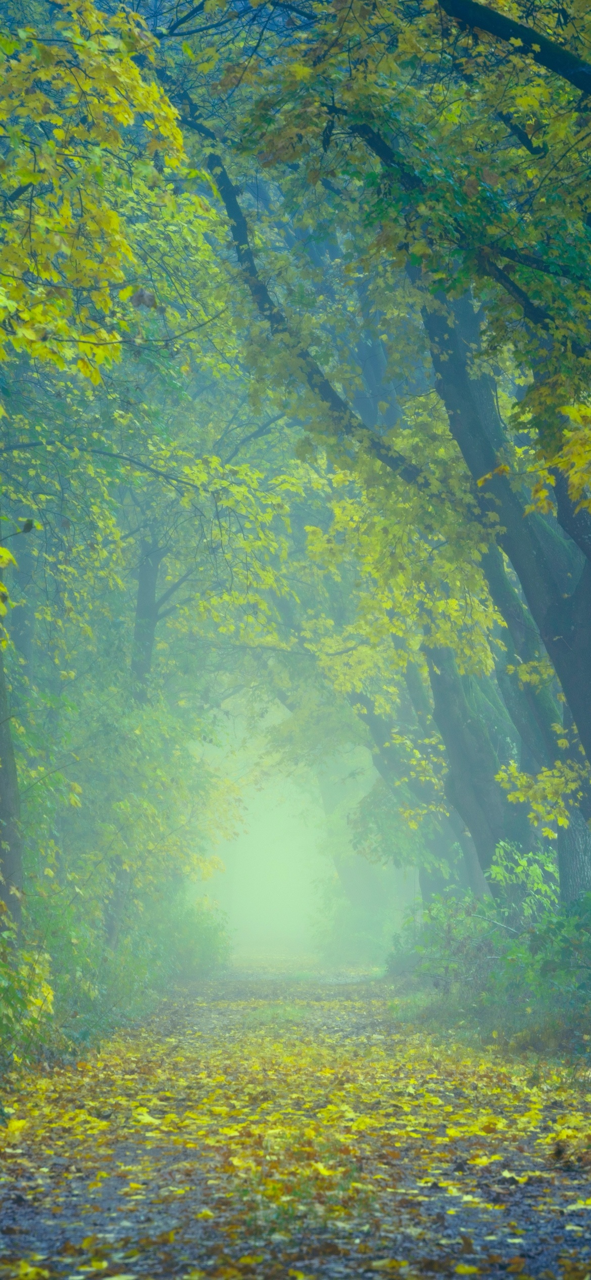 Forest Wallpaper 4k Path Foggy Foliage Spring Yellow Leaves