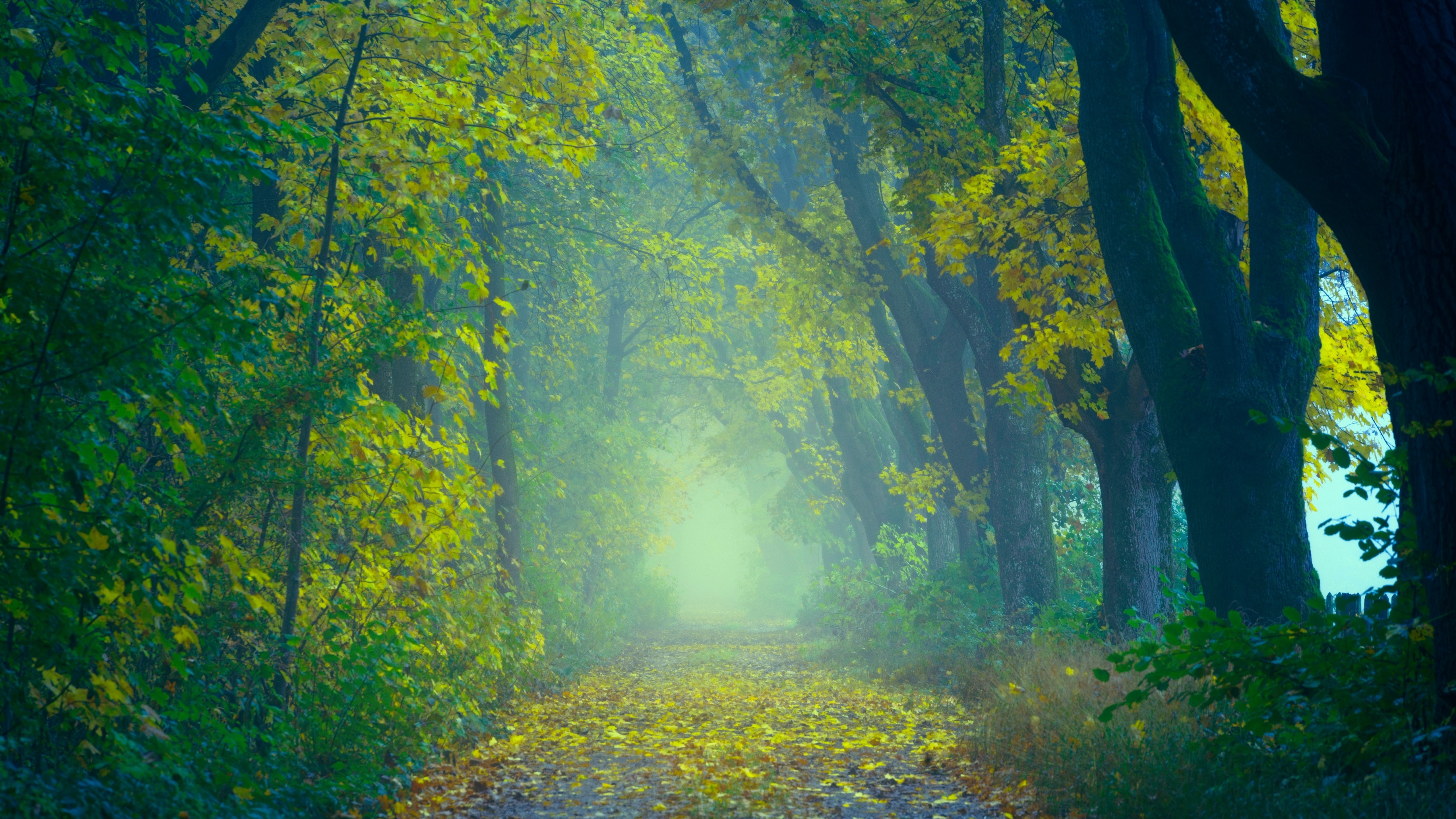 Forest Wallpaper 4K, Path, Foggy, Foliage, Nature, #521