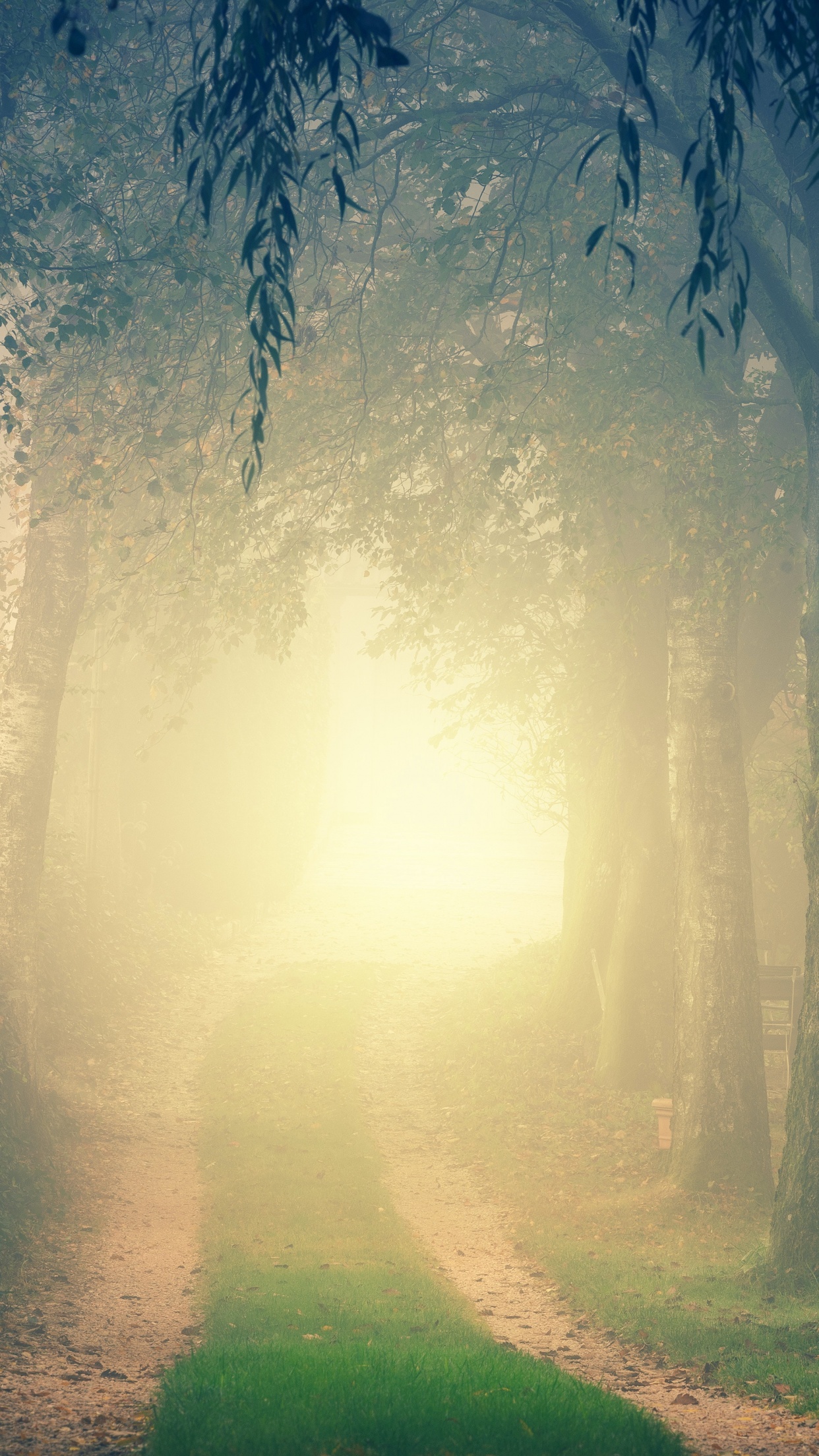 Forest 4K Wallpaper, Path, Foggy, Morning, Light, Fall, Mist, 5K