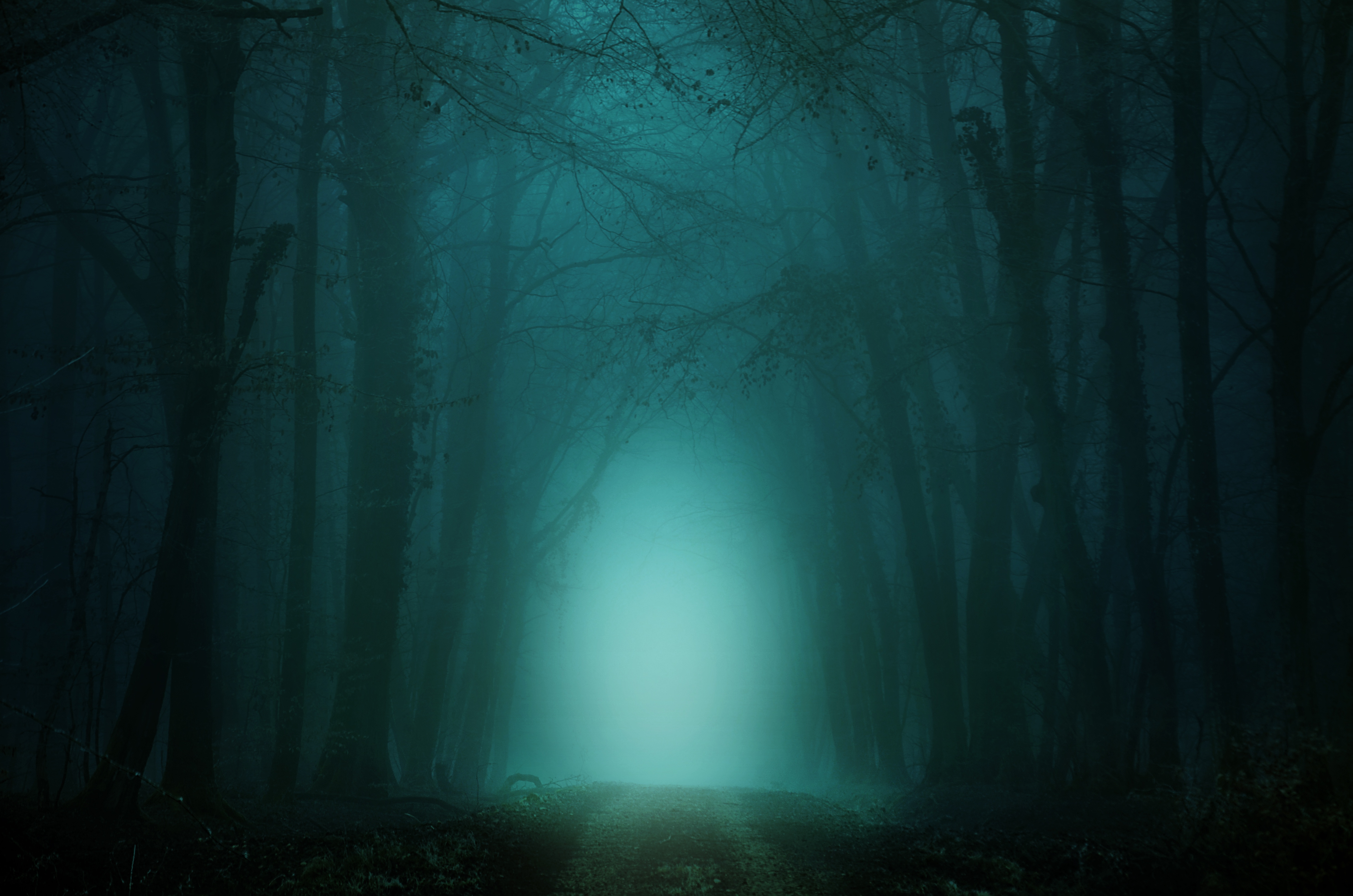 Forest Wallpaper 4K, Path, Foggy, Morning, Teal, Cold, Turquoise