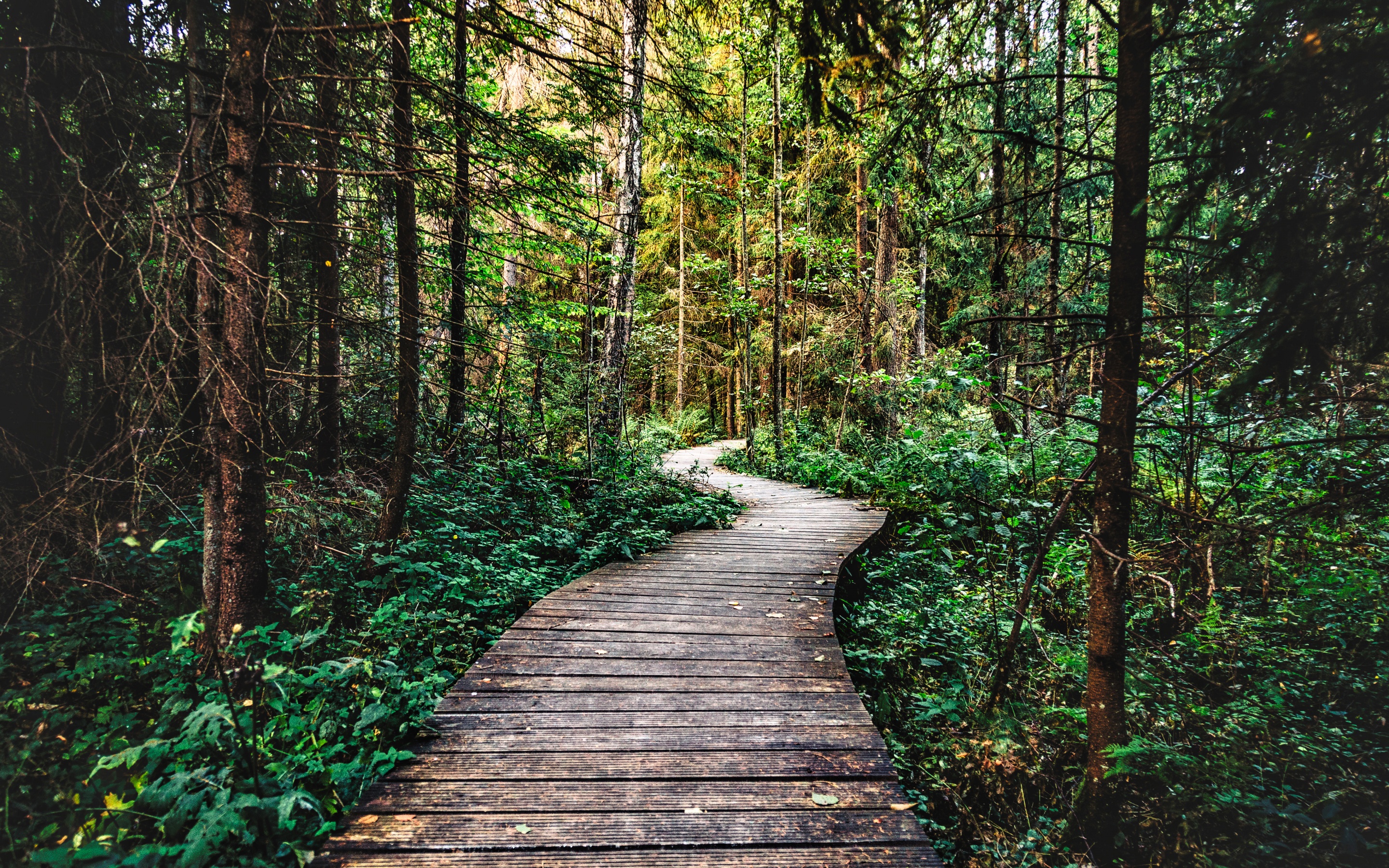 Forest Wallpaper 4K, Pathway, Wooden path, trail