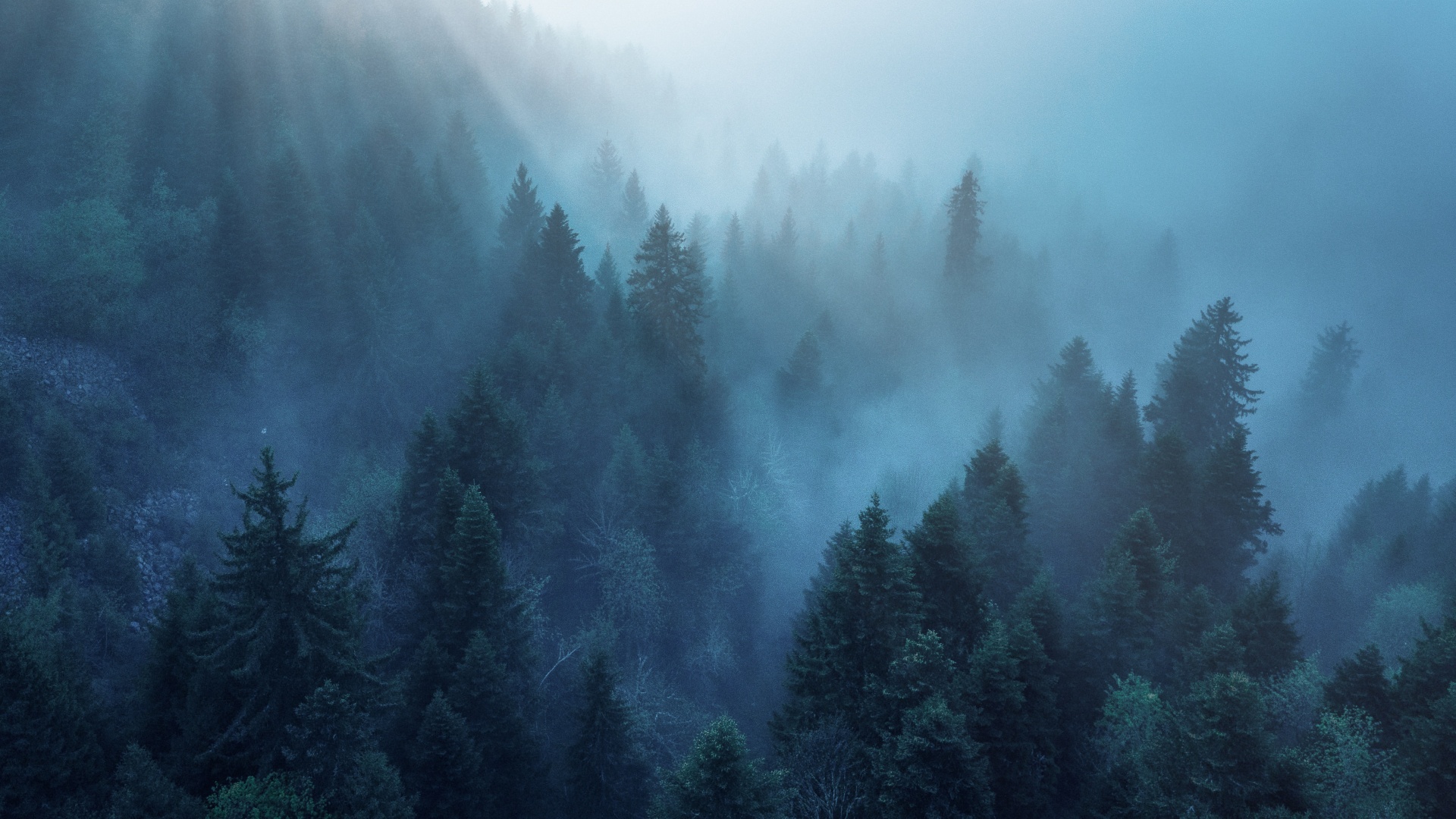 Forest Wallpaper 4K, Rhone-Alpes, Sunlight, Morning fog, Blue, Nature