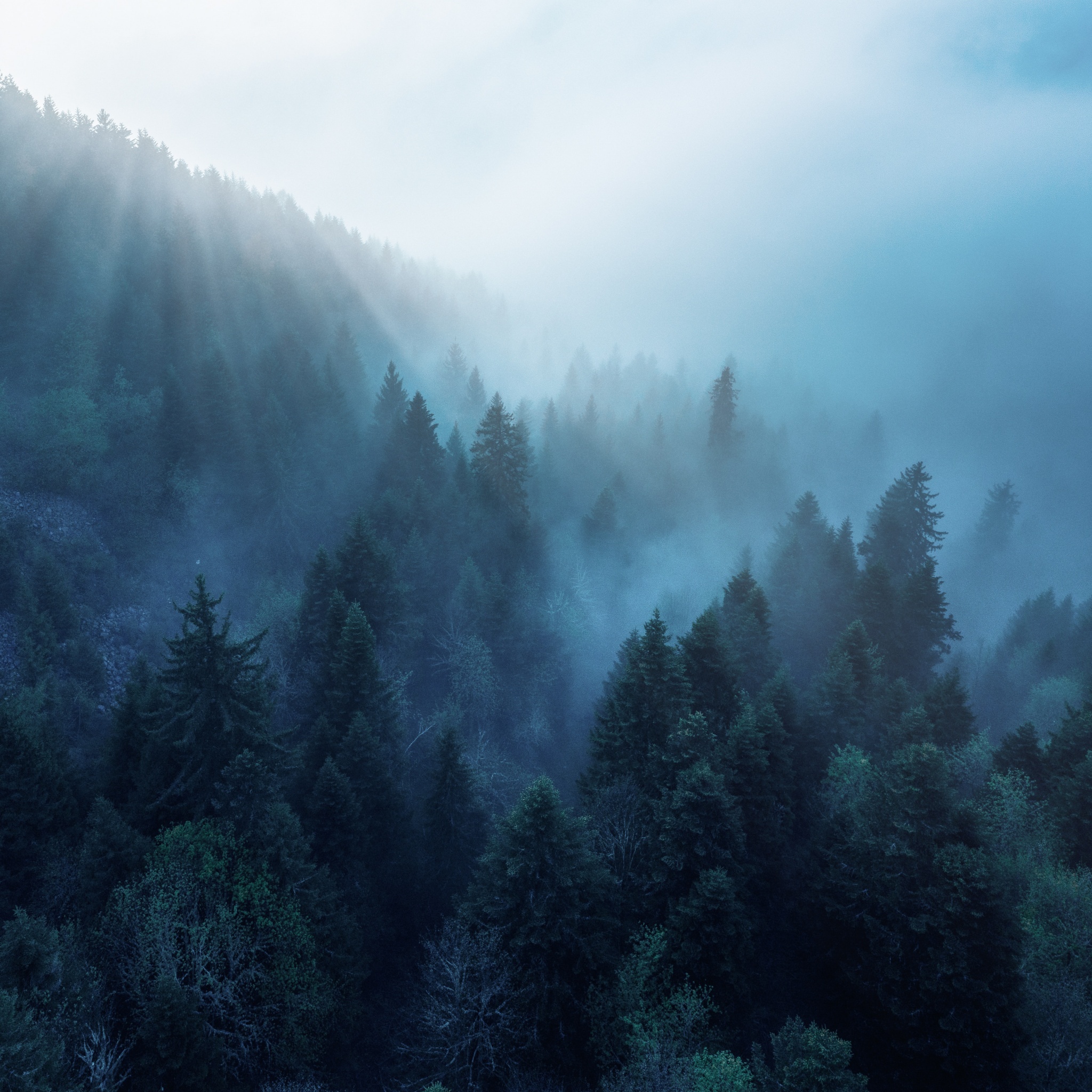 Forest Wallpaper 4K, Rhone-Alpes, Sunlight, Morning fog, Blue, Nature