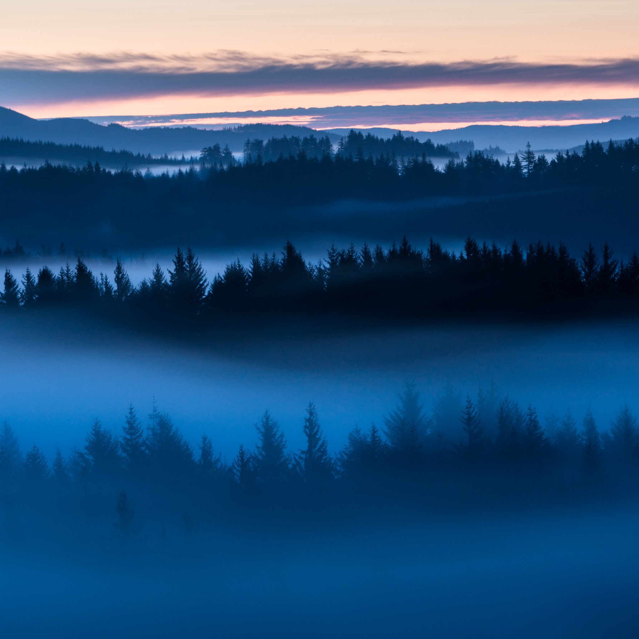 Forest Wallpaper 4K, Sunrise, Fog, Nature, #10240