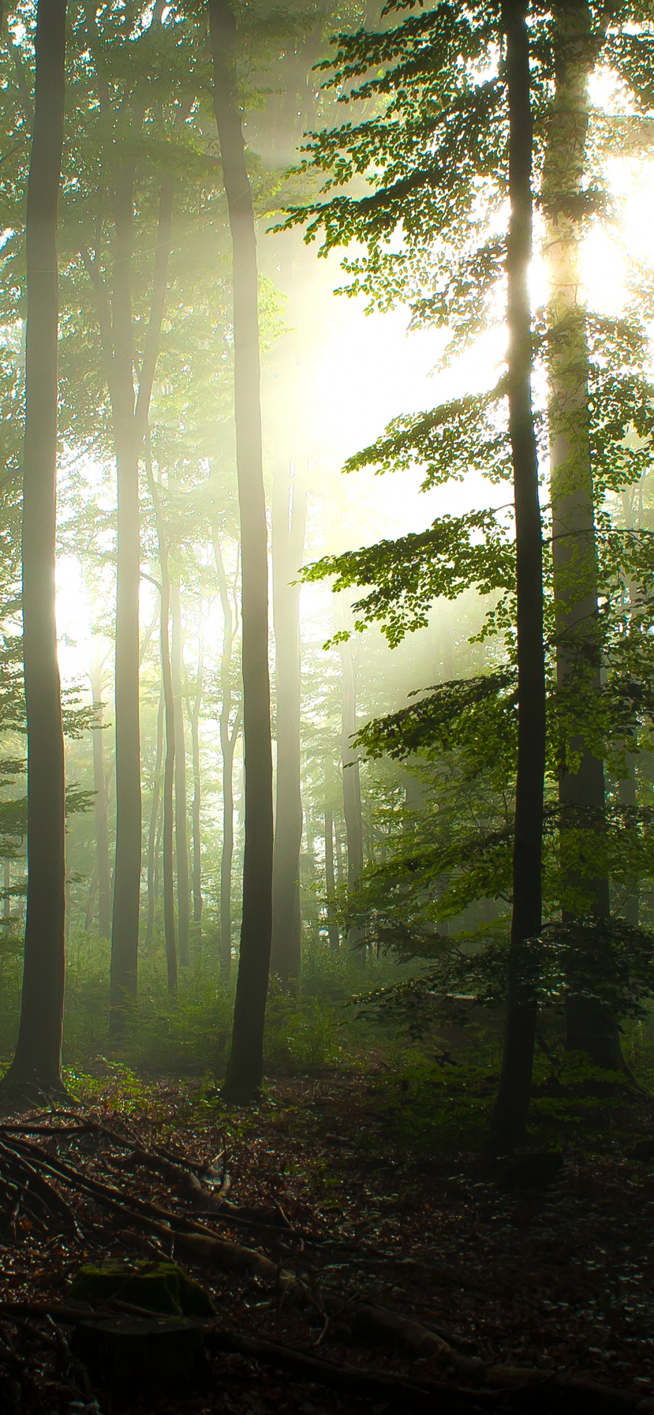 Forest Trees Wallpaper 4K, Early Morning, Foggy, Nature, #4344