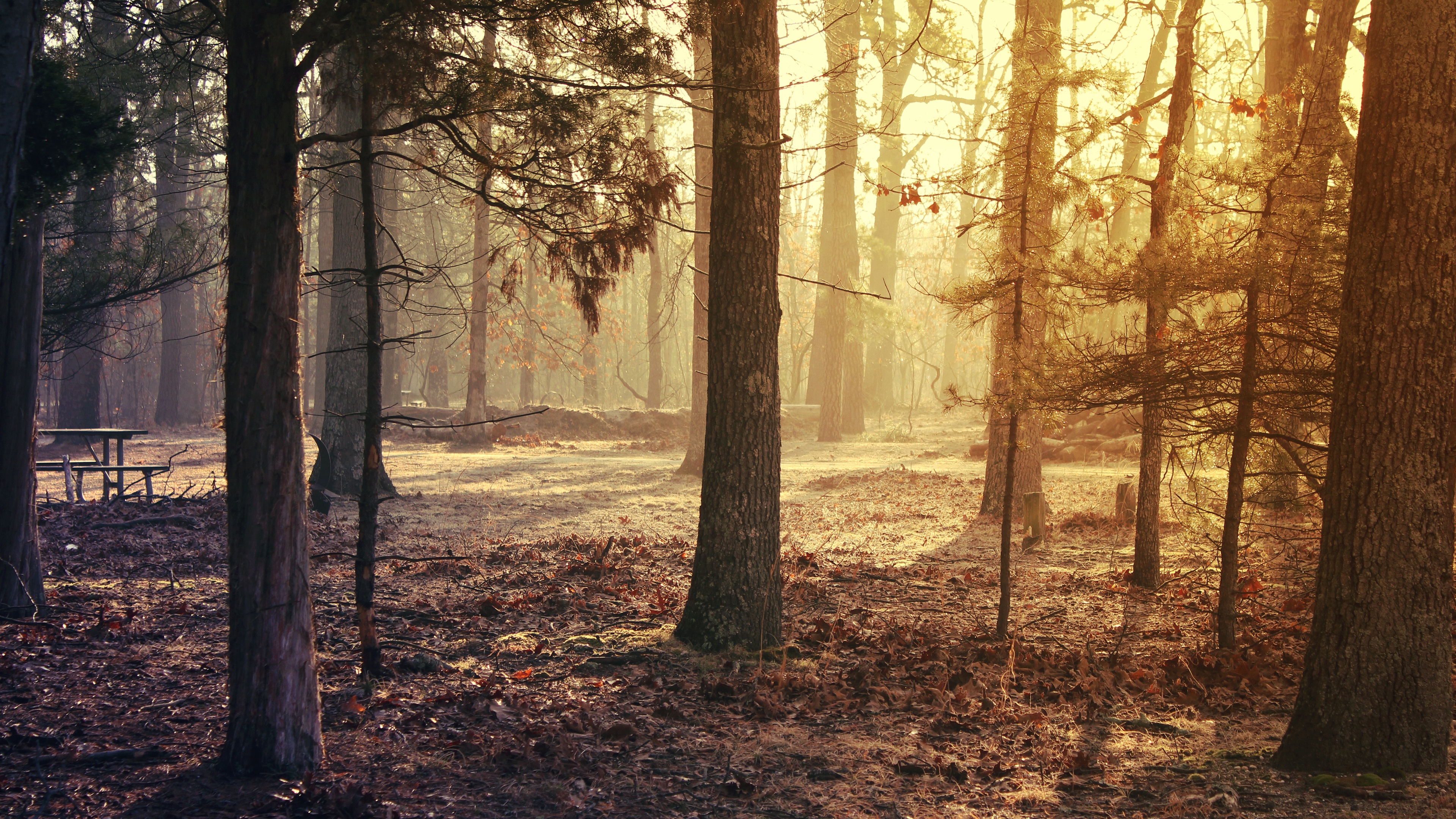 Hình nền rừng 4K, bình minh, rừng, tự nhiên sẽ tạo ra một không gian đầy cảm hứng và yên bình. Bạn sẽ bị cuốn hút bởi vẻ đẹp mê hoặc của các bức ảnh liên quan đến từ khóa này. Xem ngay để chiêm ngưỡng cảm giác thiên nhiên tuyệt vời đó.