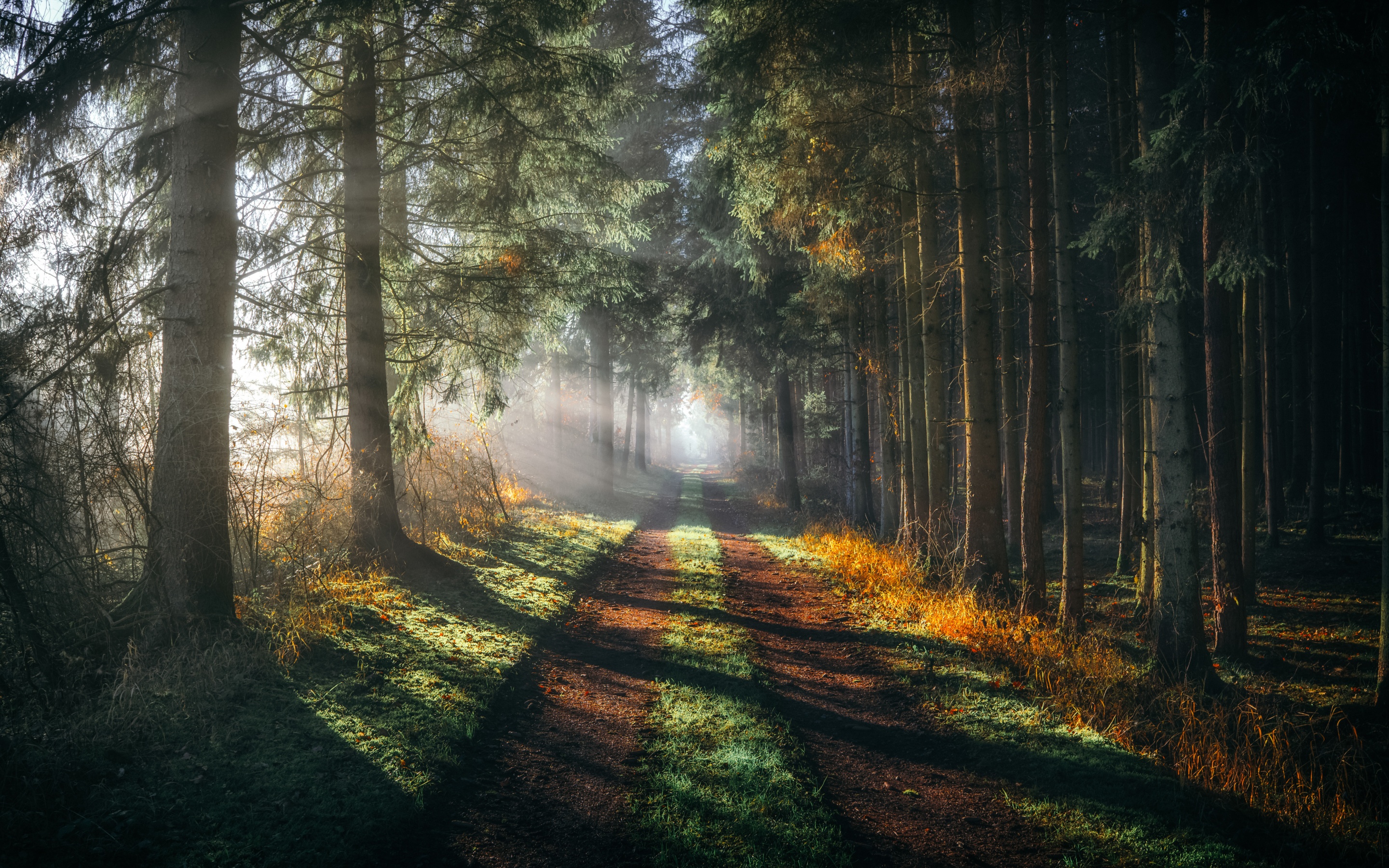 Forest Wallpaper 4K, Walkway, Sunlight, Sunbeam