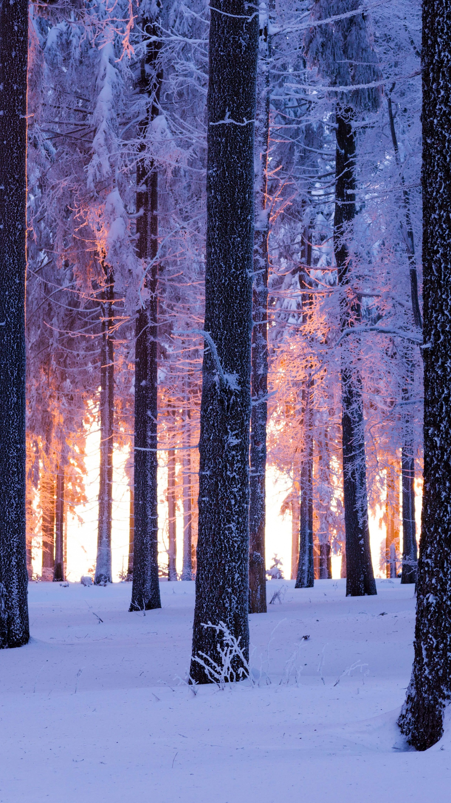 Fantasy Winter Forest Wallpaper 4K Wallpaper | Fantasy Winte… | Flickr