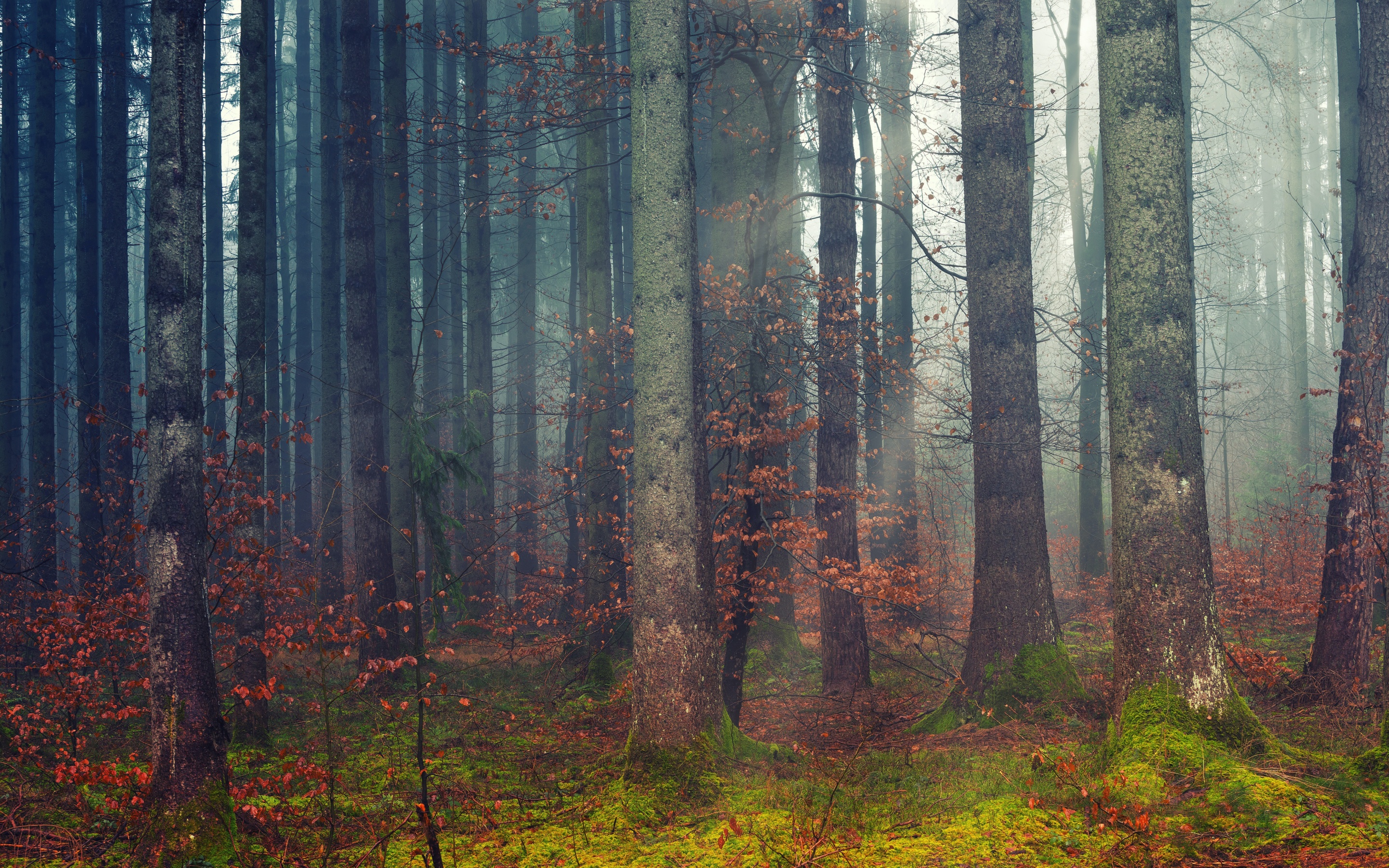 Forest Wallpaper 4K, Woods, Daylight, Fall, Nature, #536