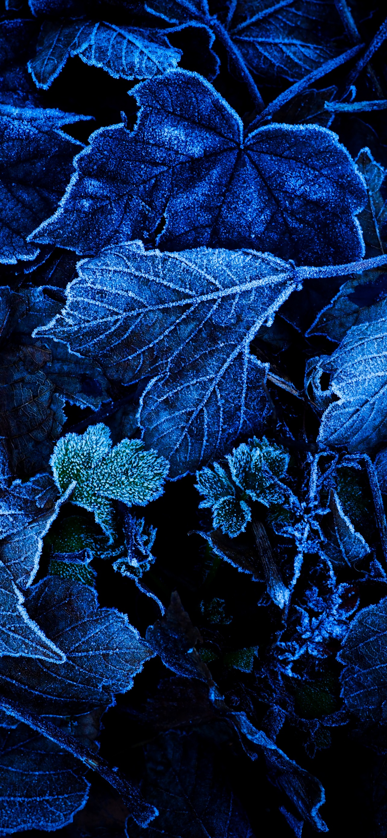 Frozen Leaves Wallpaper 4K, Foliage, Blue, Close up, Nature, #6554