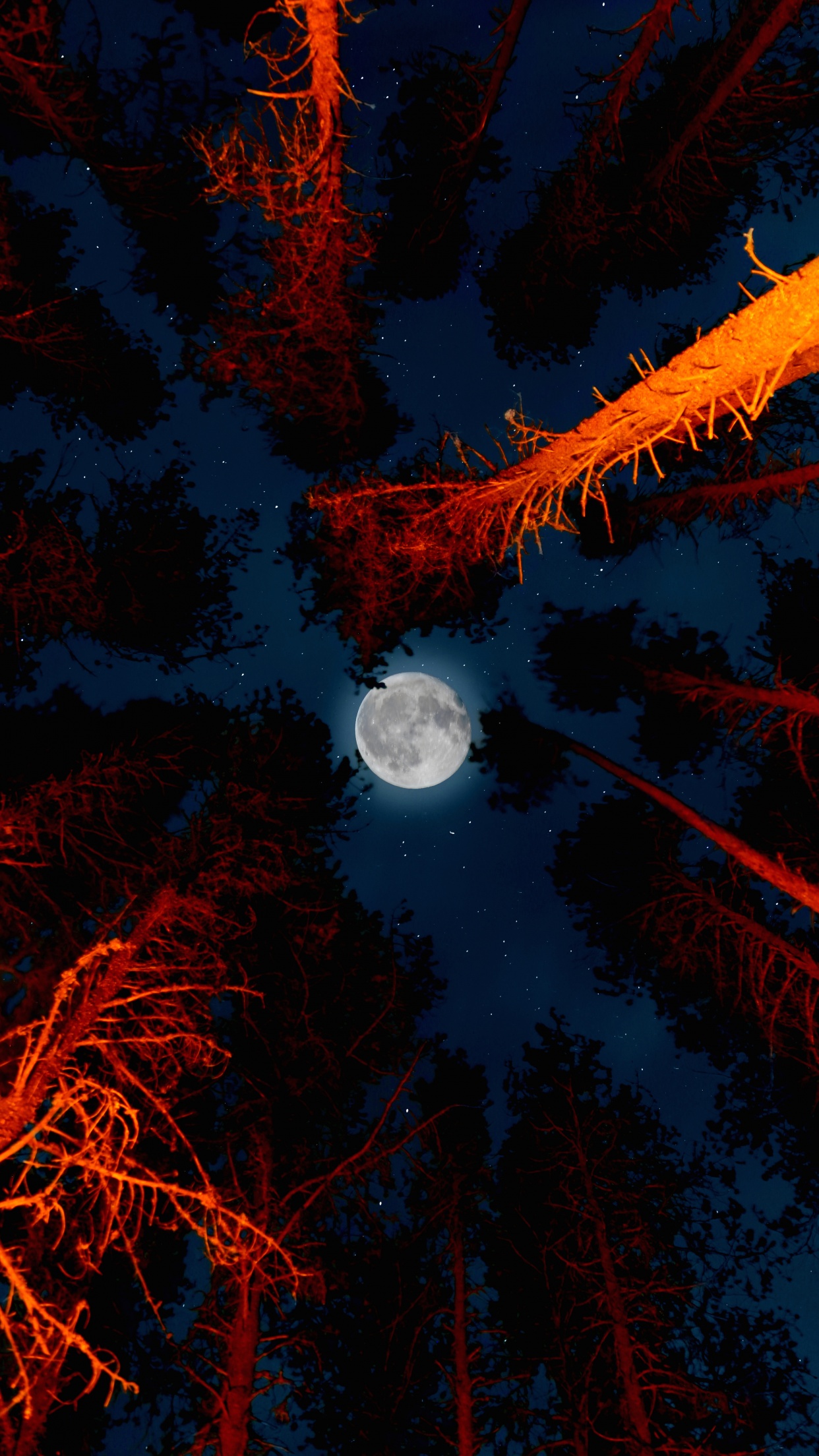 Full moon Wallpaper 4K, Trees, Sky view, Night, Campfire, Outdoor