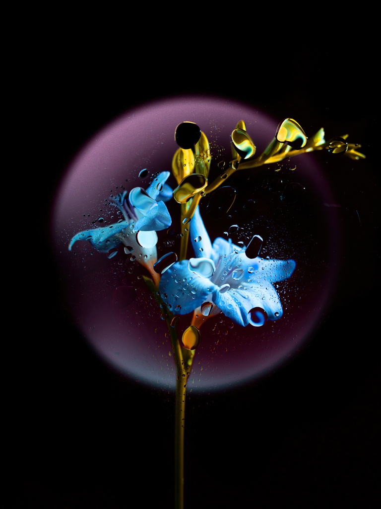 Gentian flower Wallpaper 4K, Blue flower, Flowers, #8413